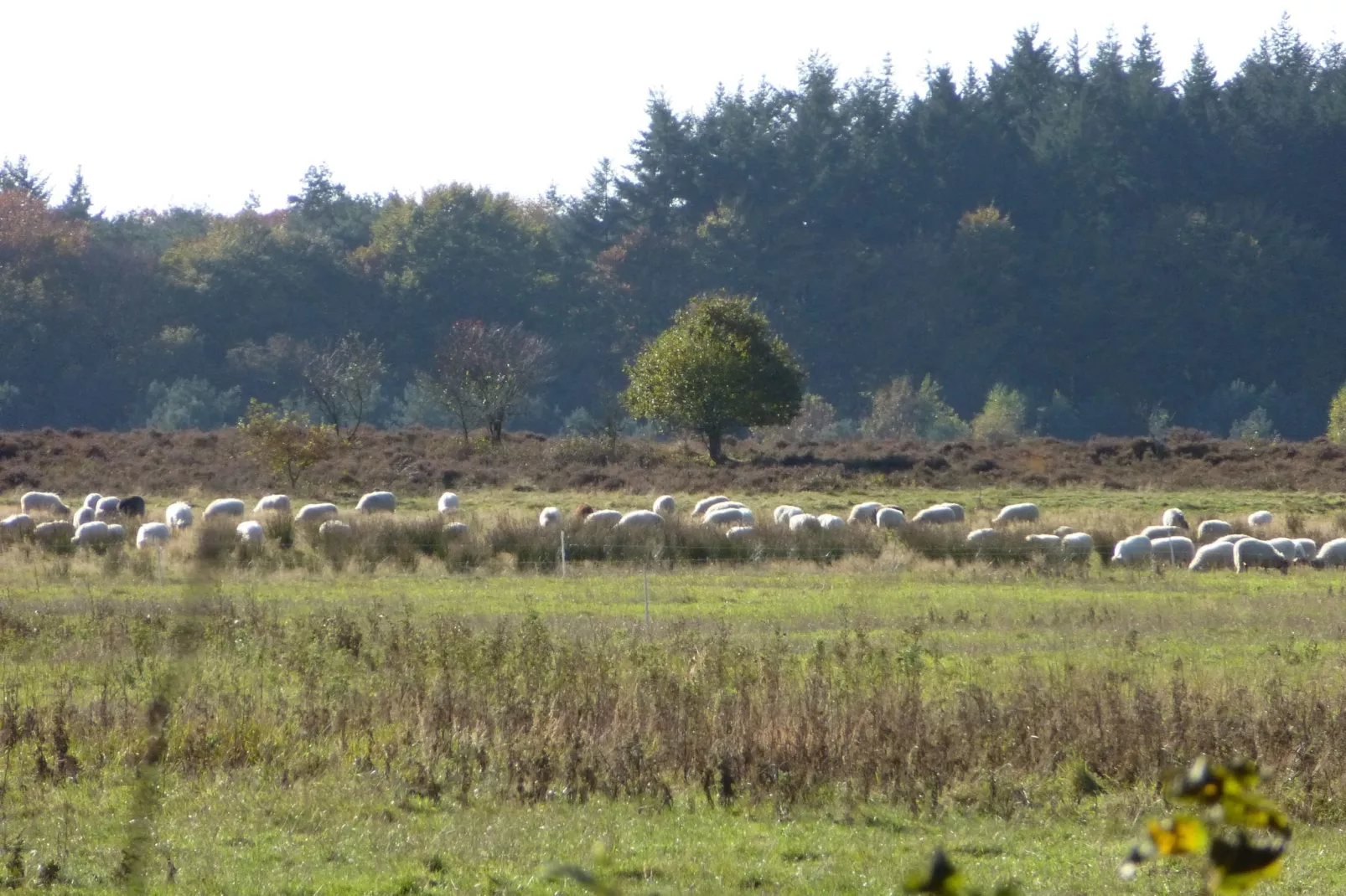 Zonnehoek-Gebiete Sommer 1 km