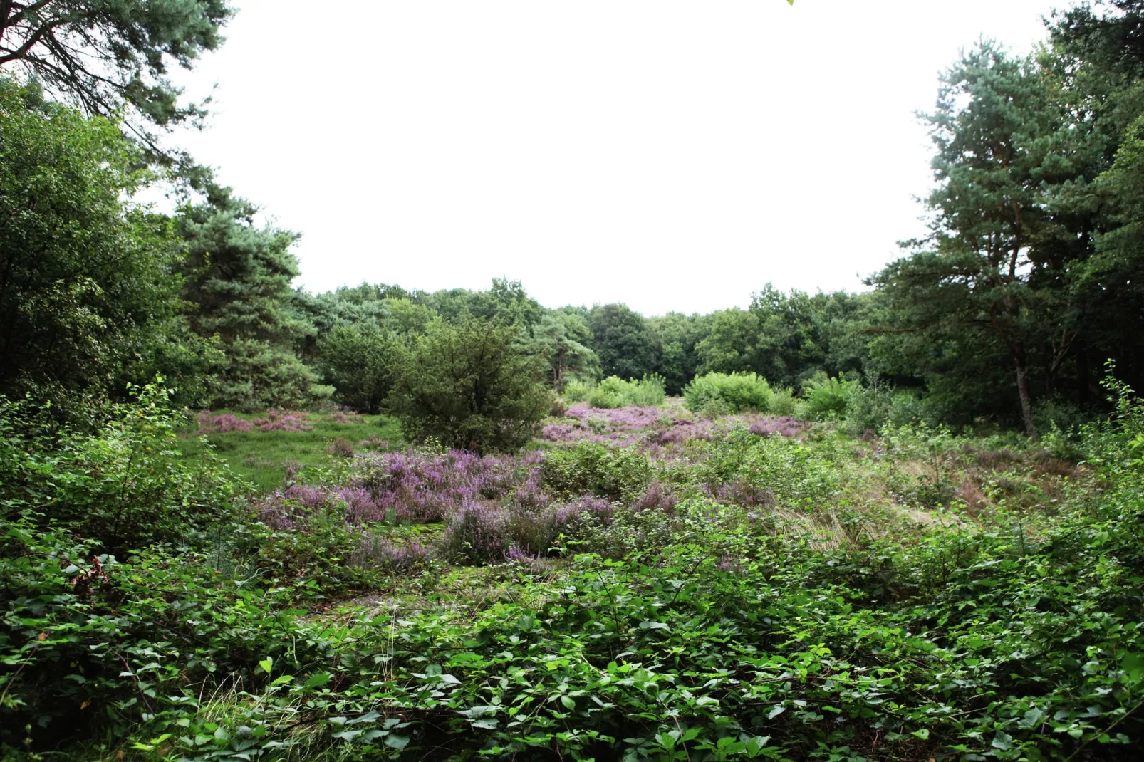 De Wildenberg-Gärten Sommer