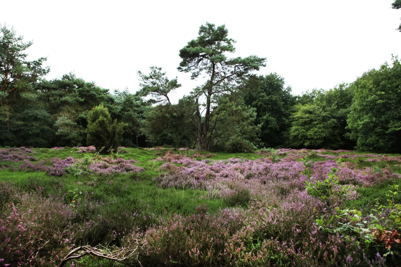 De Wildenberg-Gebiete Sommer 5 km