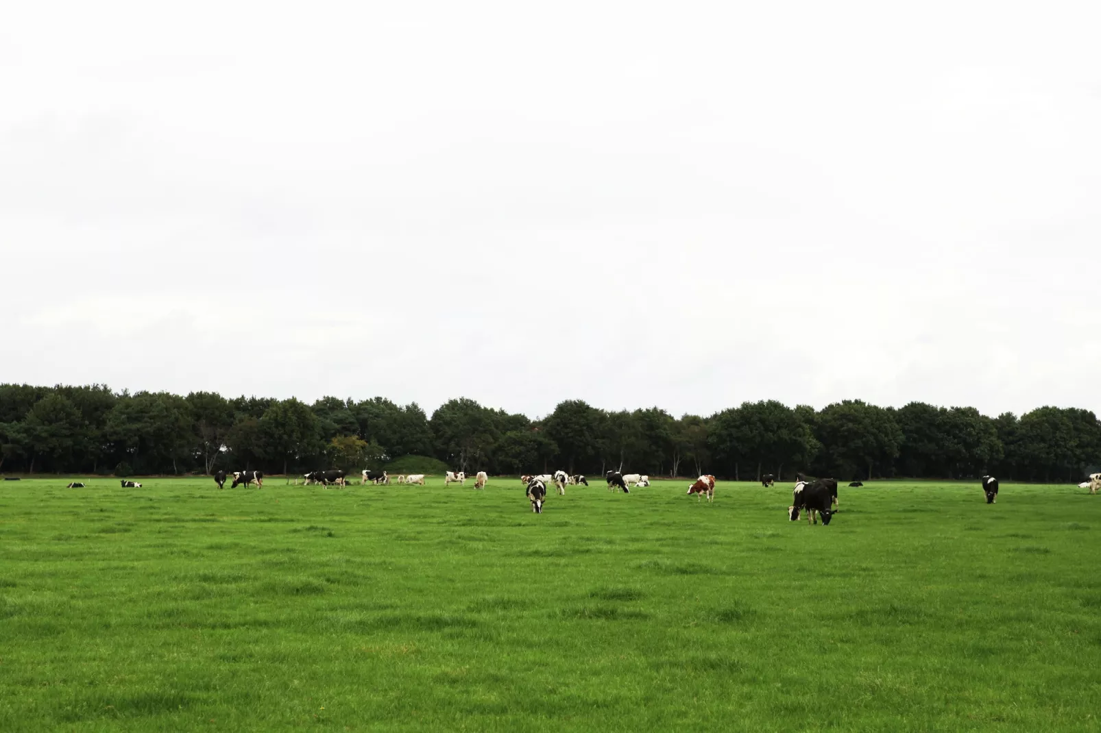 De Wildenberg-Gebiete Sommer 5 km