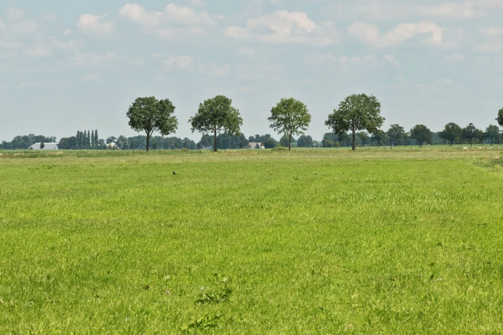 Chalet Veluwemeer-Areas summer 1km