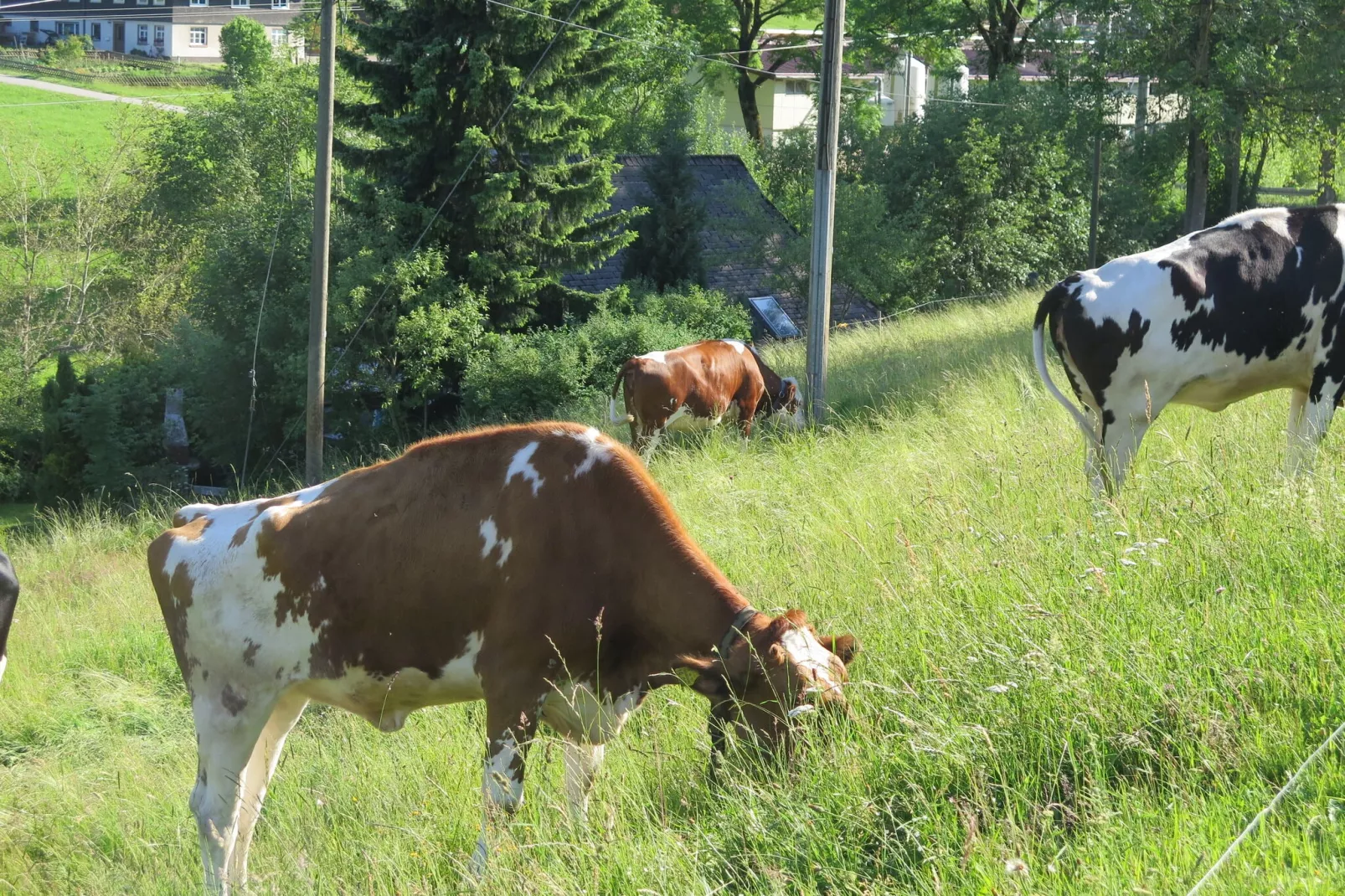 Brigachmühle-Aussicht Sommer