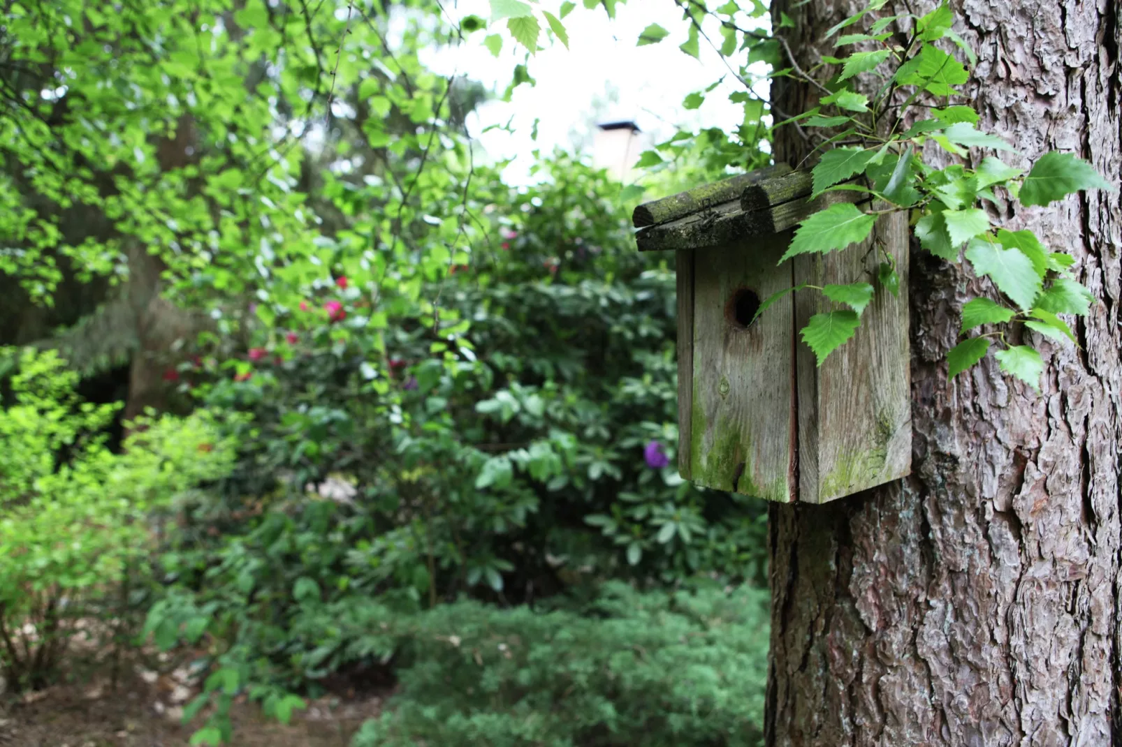 De grove Den-Jardin d'été