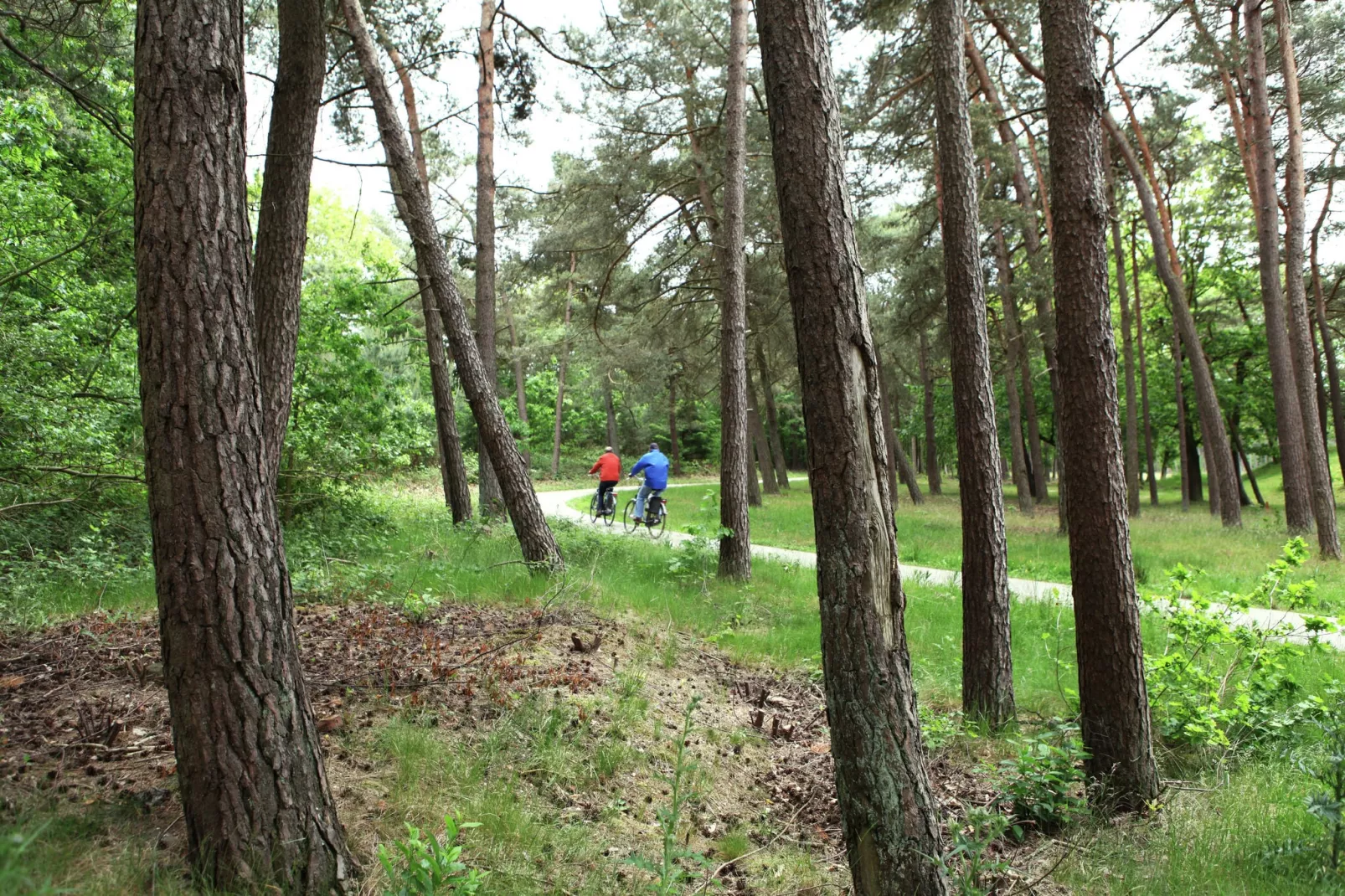 De grove den-Gebiete Sommer 1 km