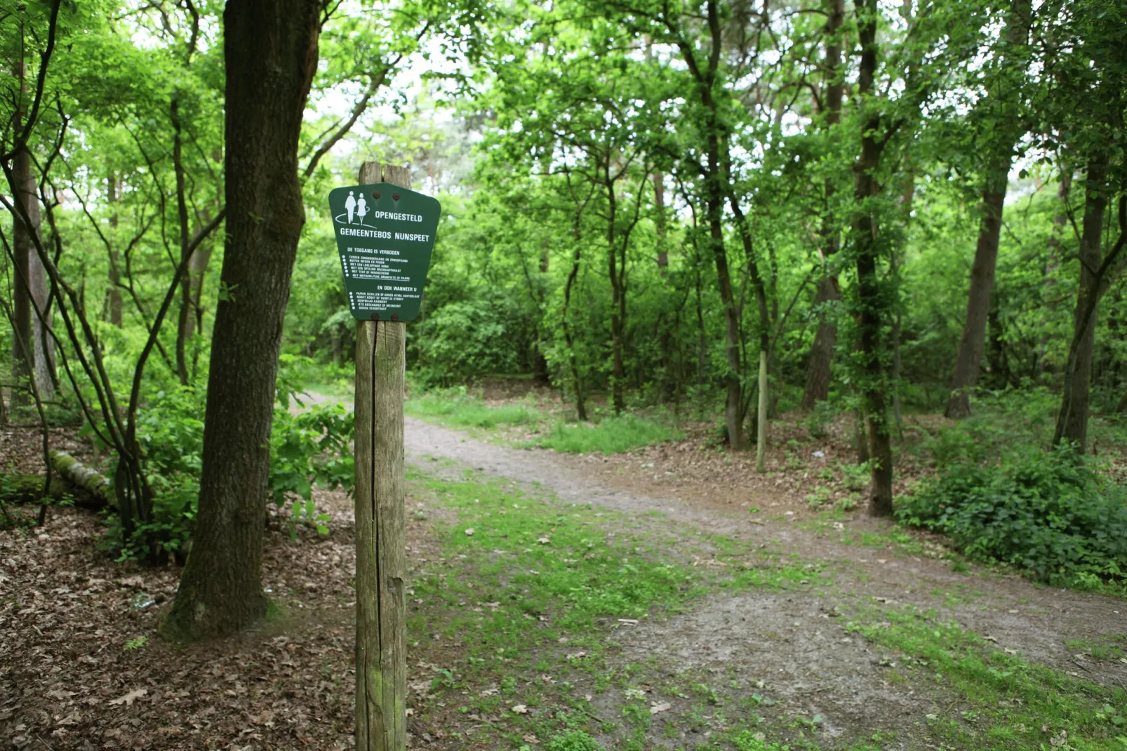 De grove den-Gebiete Sommer 1 km