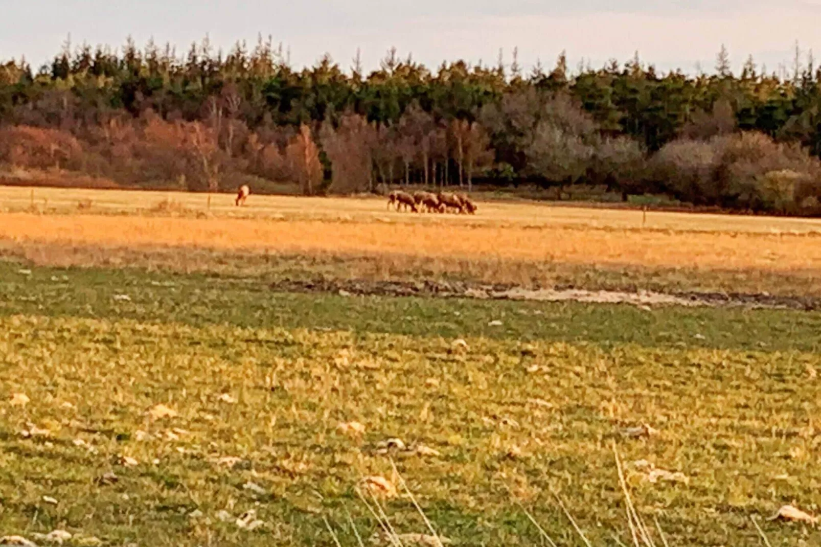 4 person holiday home in Oksbøl-View