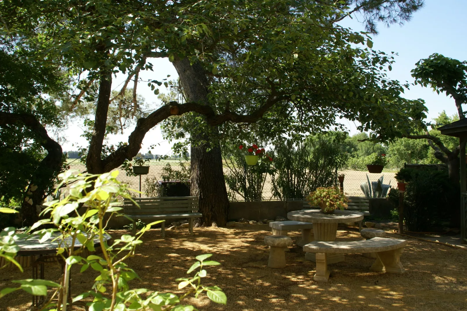 Orange-Gardens summer