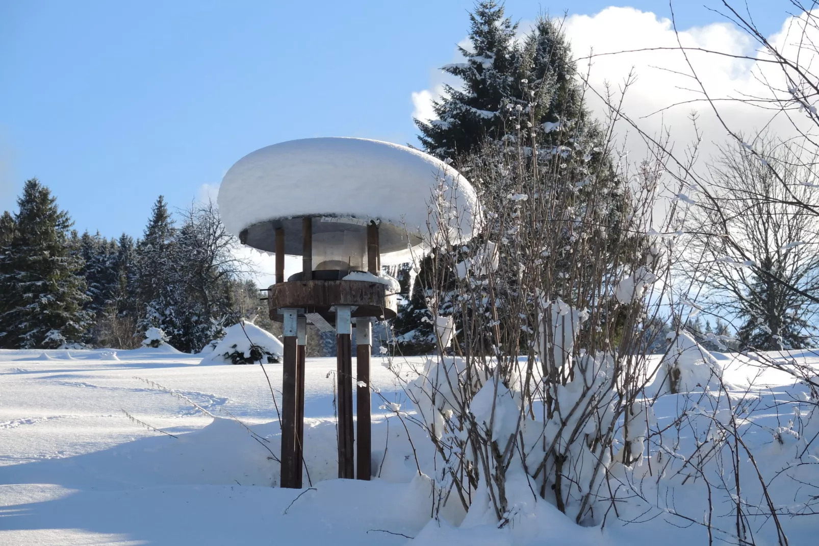 Isidor-Garden winter