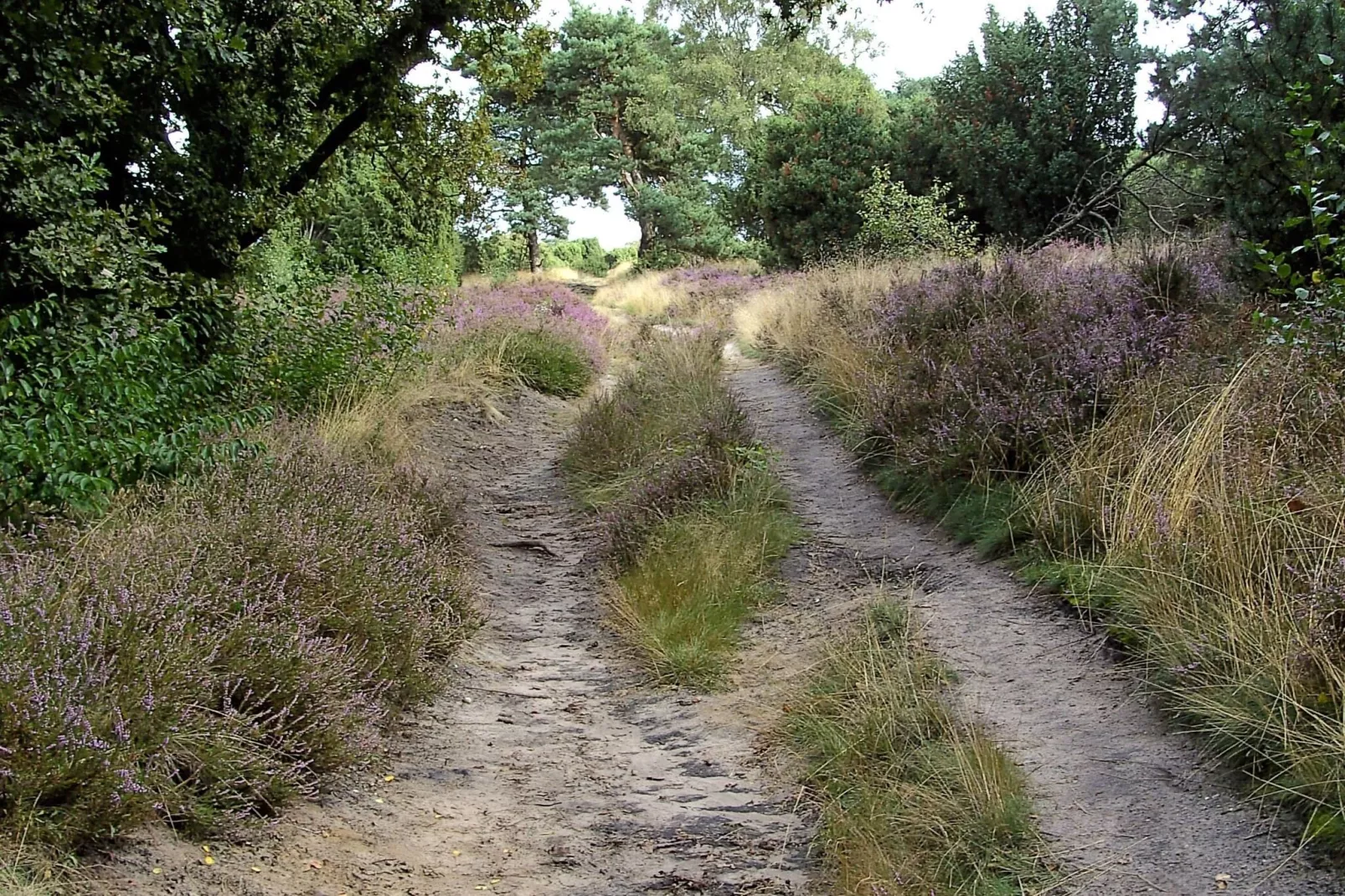 Buitenplaats Berg en Bos nummer 15-Areas summer 1km