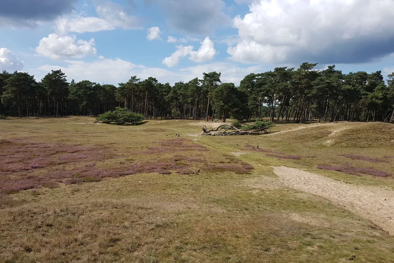 Buitenplaats Berg en Bos nummer 18-Areas summer 1km