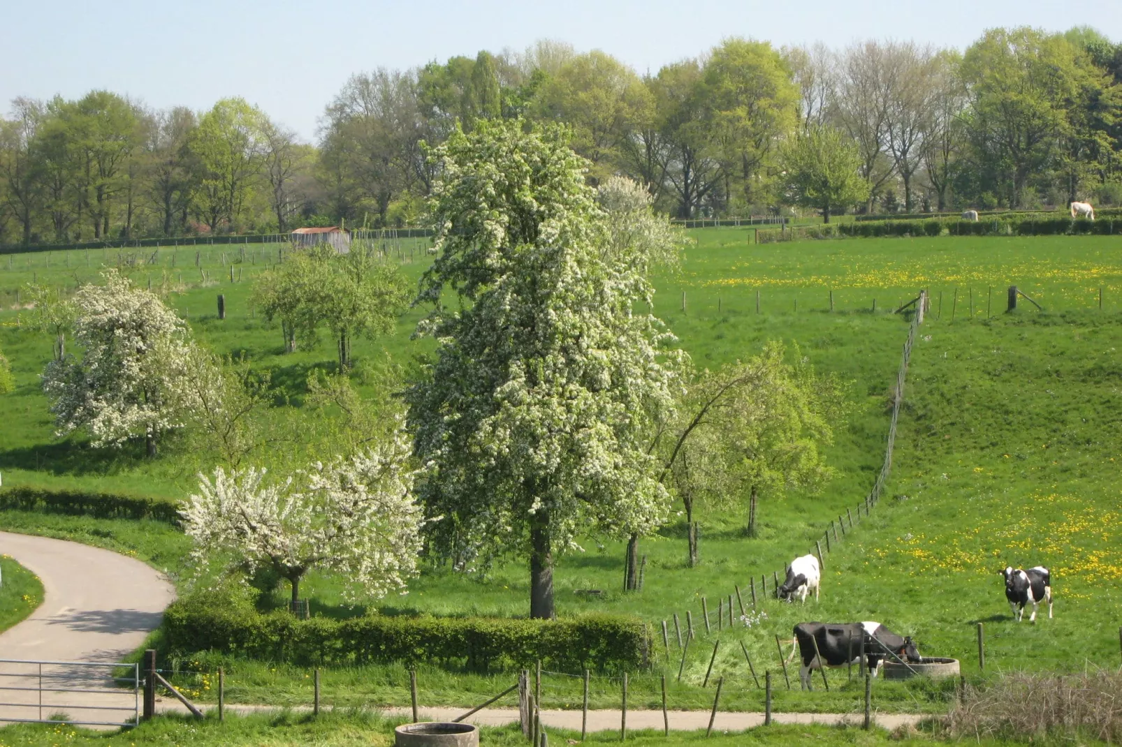 Honthem-Areas summer 1km