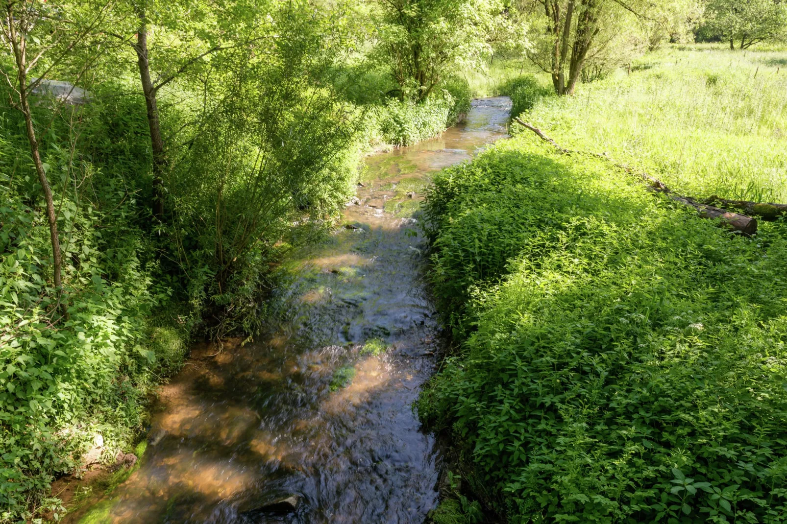 Evasion-Areas summer 1km