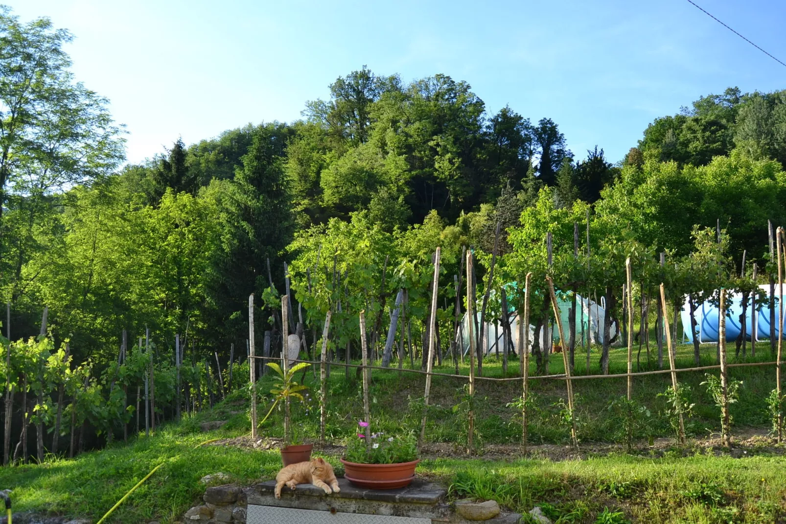 Il Pradaccio-Jardin d'été
