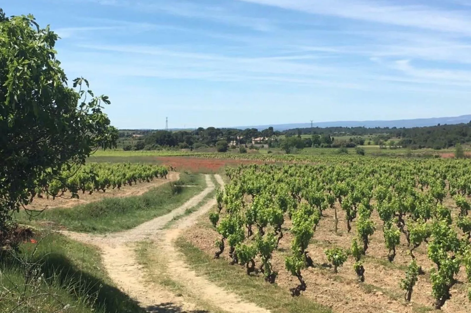 Chateau Henry-Ambiente
