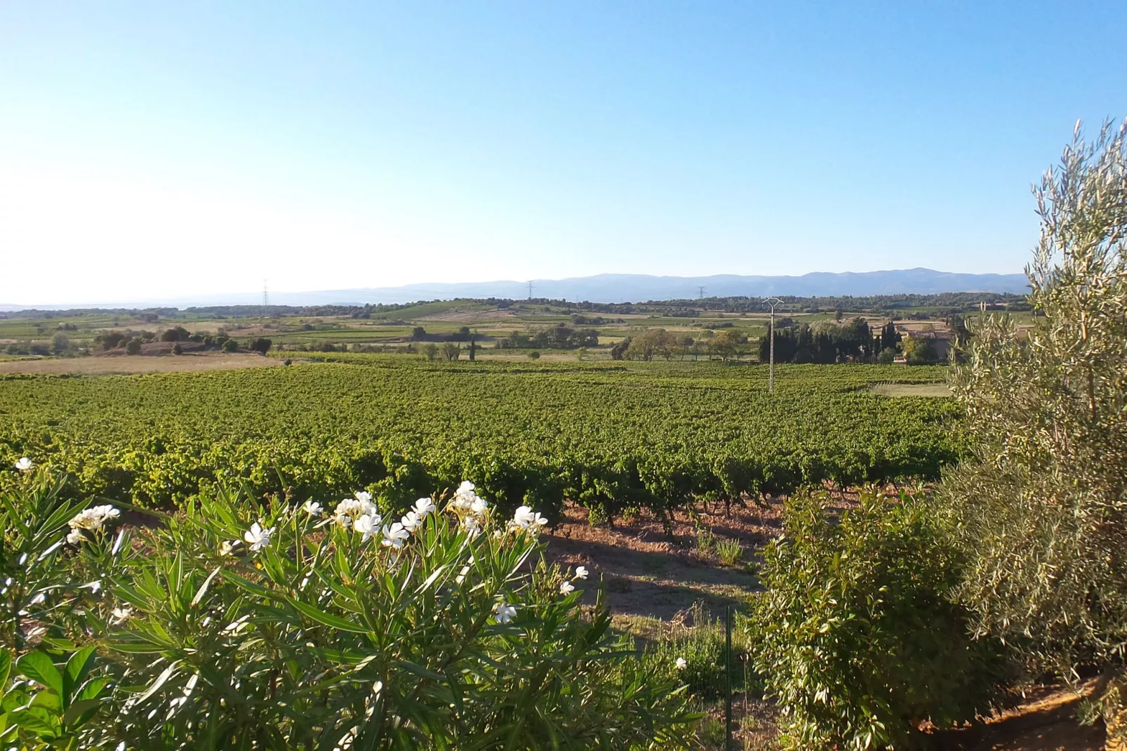 Villa Le Carignan-View summer