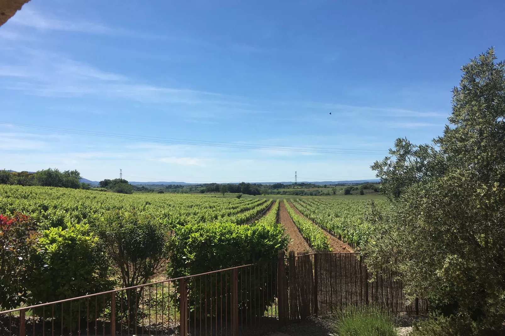 Villa le Syrah-Gardens summer