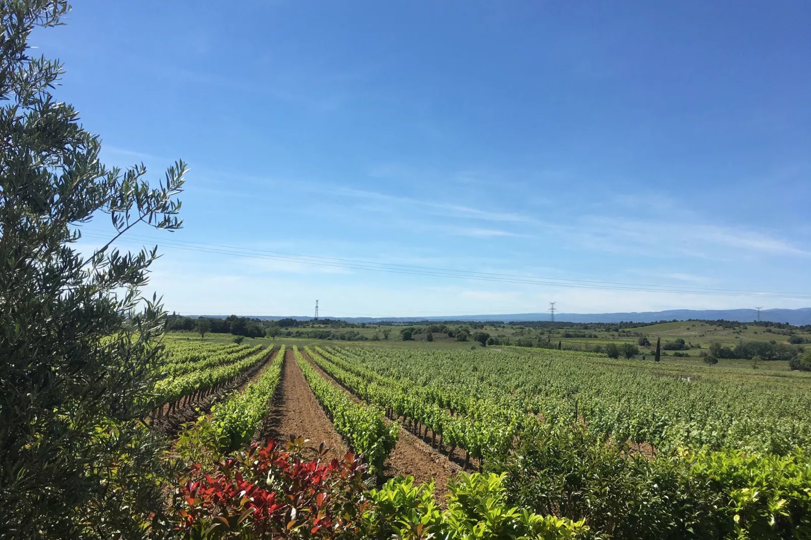 Villa le Syrah-View summer