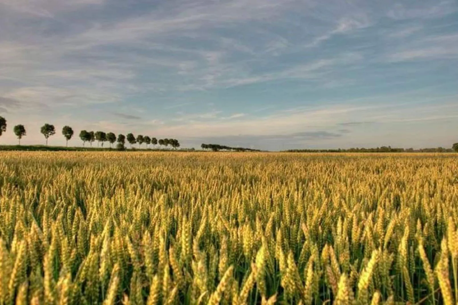 Hof van IJzendijke-Areas summer 5km