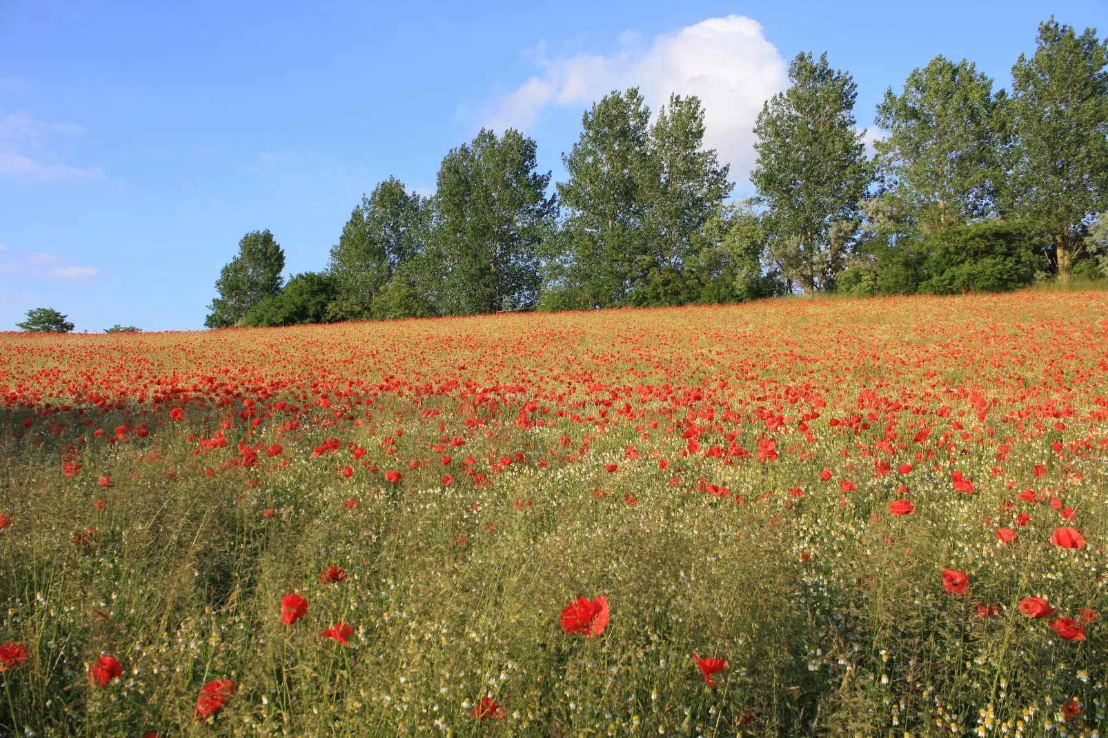Harderhof 6-Gebiete Sommer 1 km