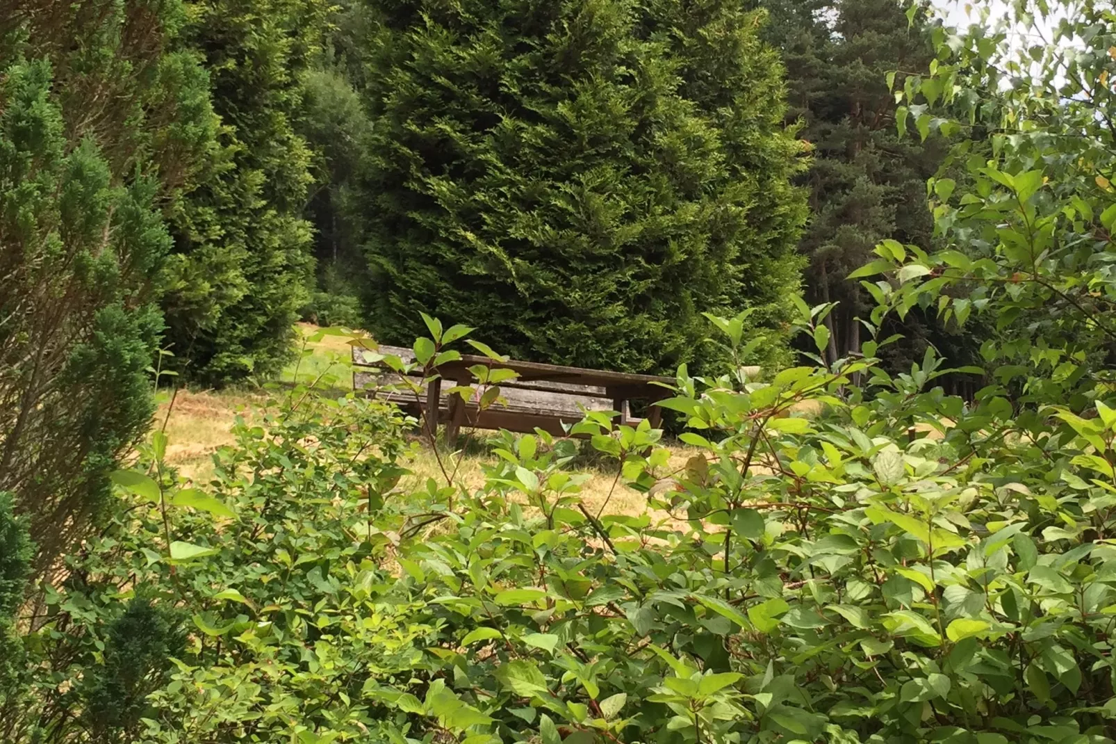 Schwarzwald-View summer