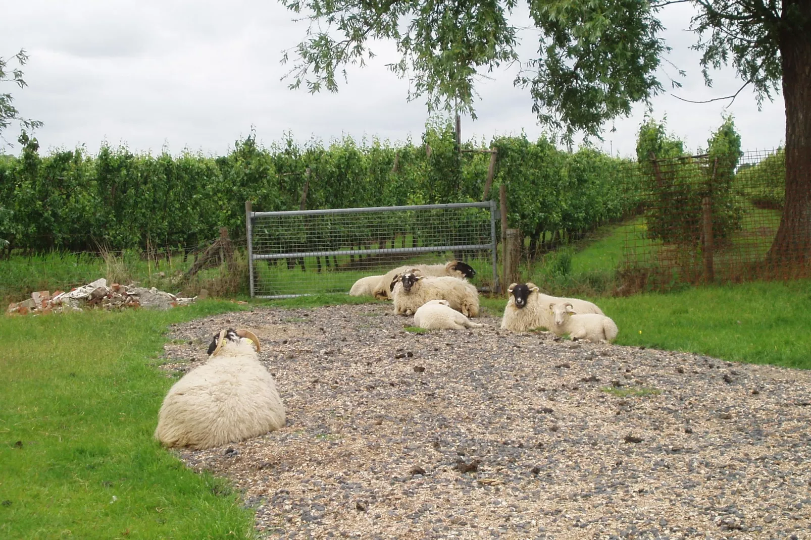 De Biezenpolder 't Groothuus-Gärten Sommer