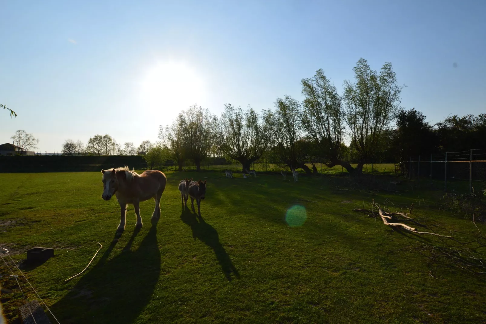 Pipowagen de Weideblick-Aussicht Sommer