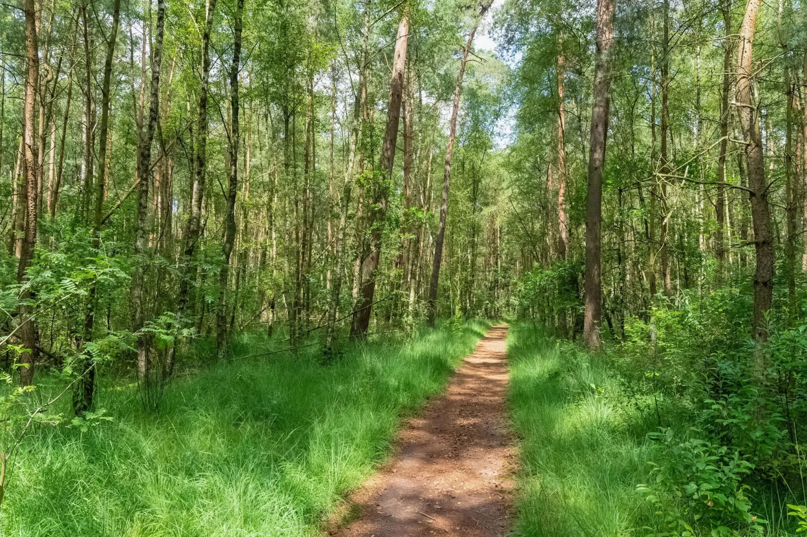 Het Haasje-Areas summer 5km