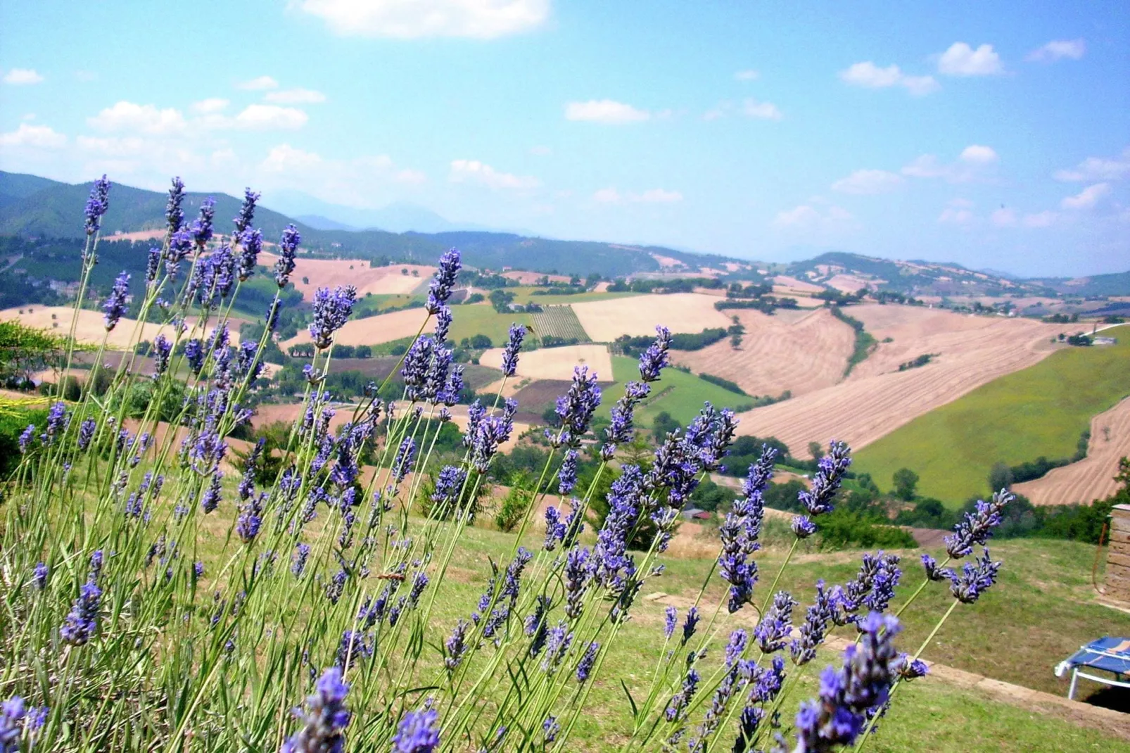 Colle-View summer
