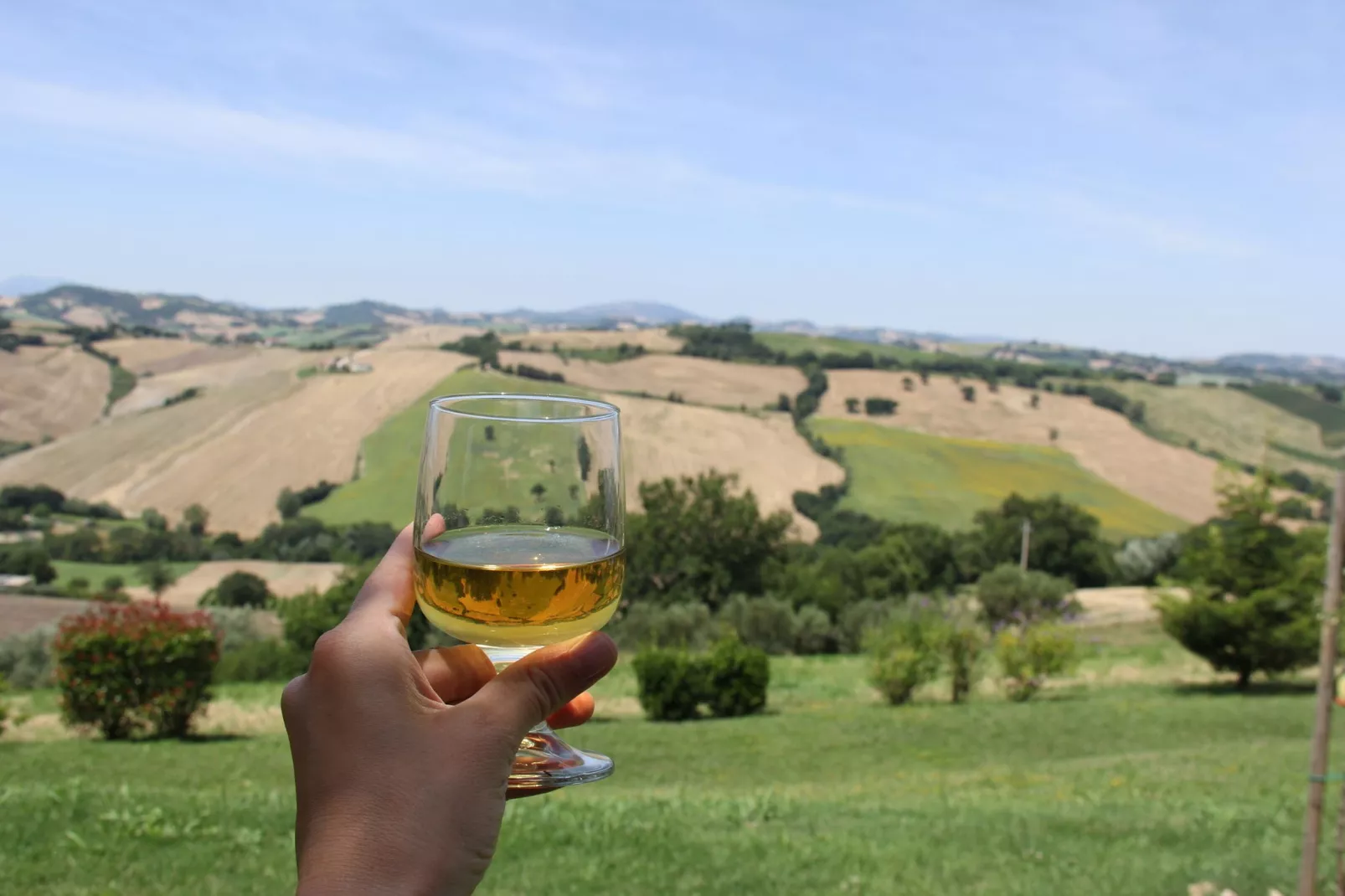 Colle-View summer