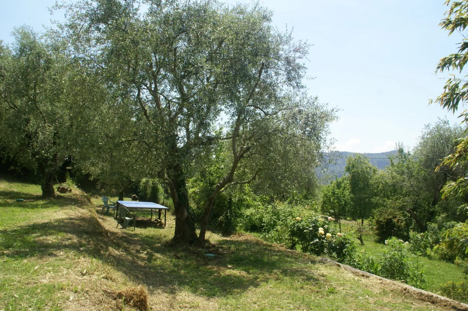 Berre les Alpes-Gardens summer