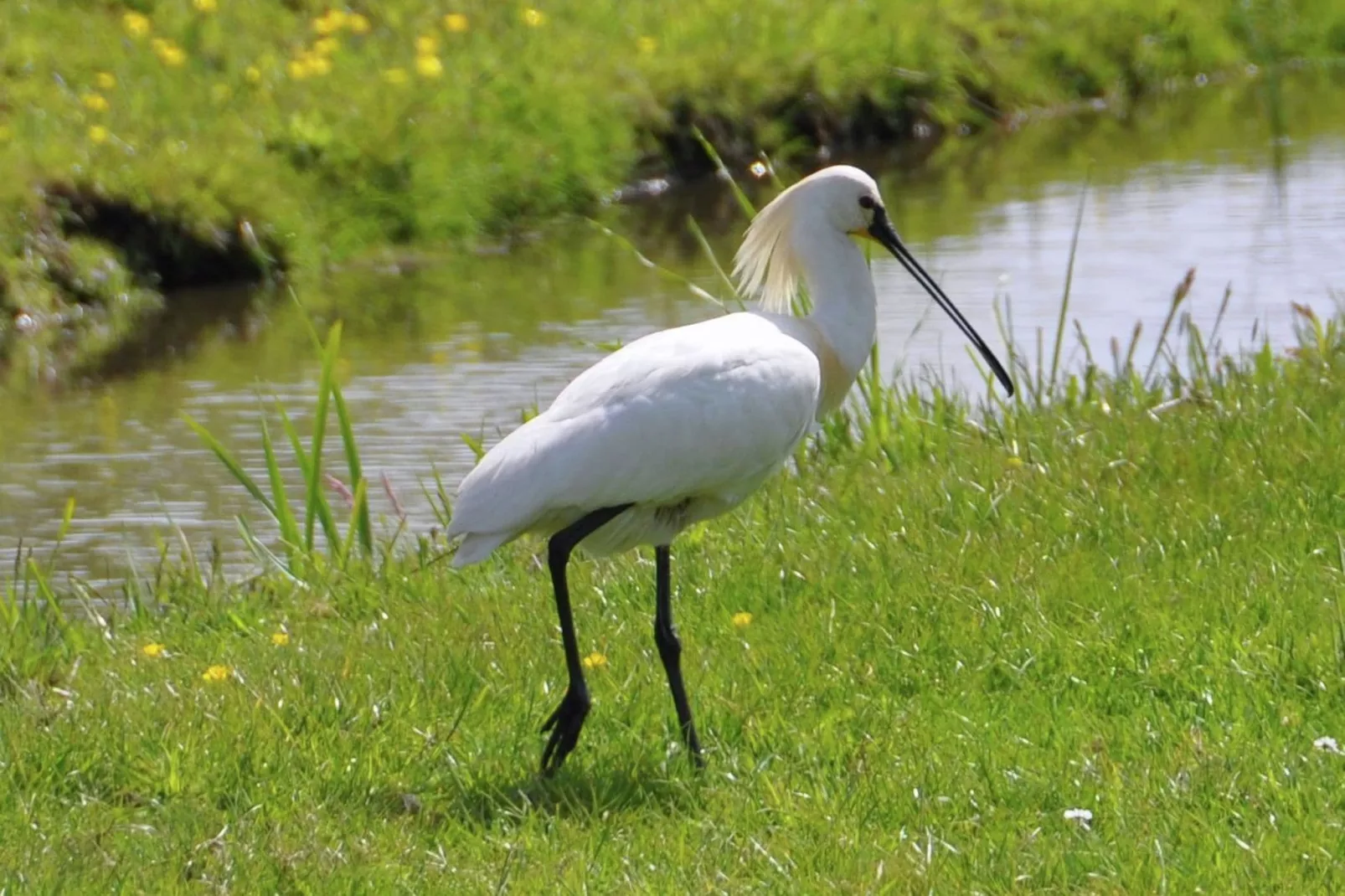 Waterpark de Meerparel 2-Gebiete Sommer 1 km