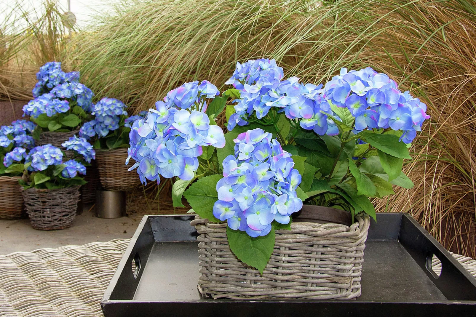 De ZeeParel Sea Fish-Ambiente