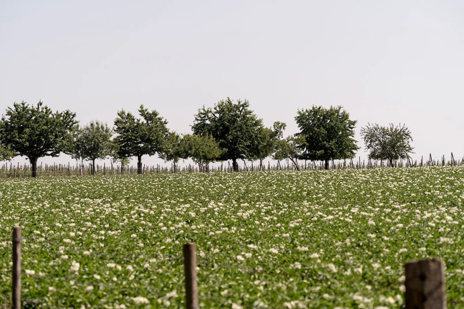 Meschermolen 7-Areas summer 1km