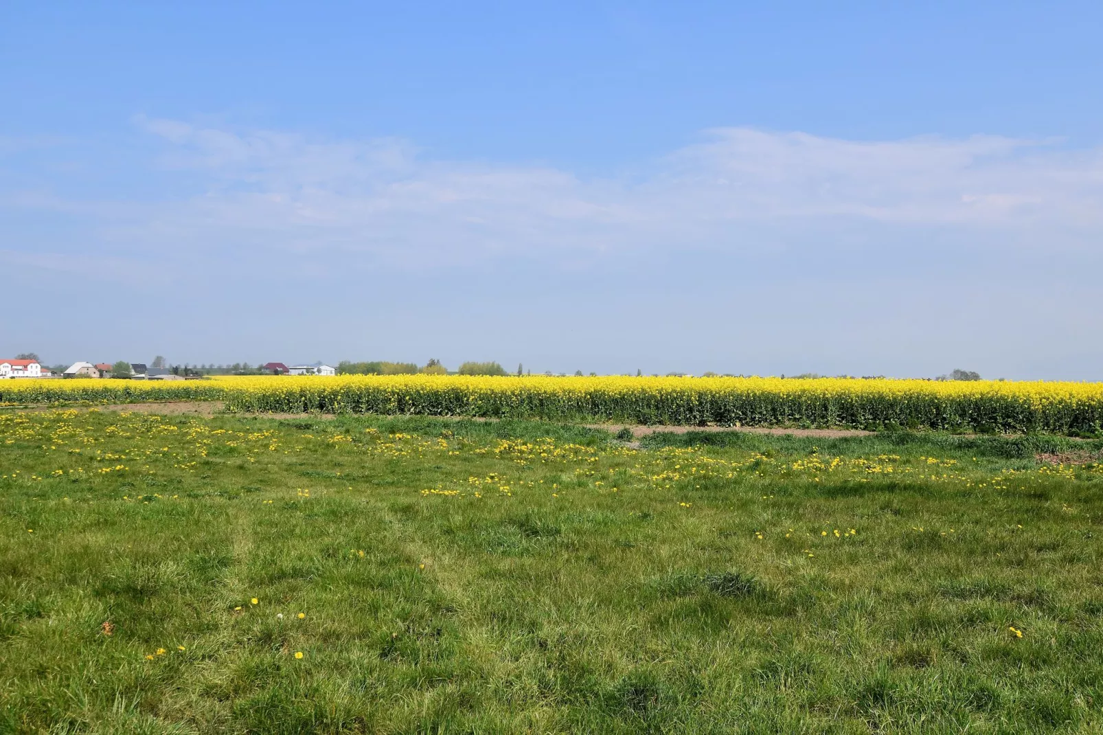 Poeler Damm Blick-View summer