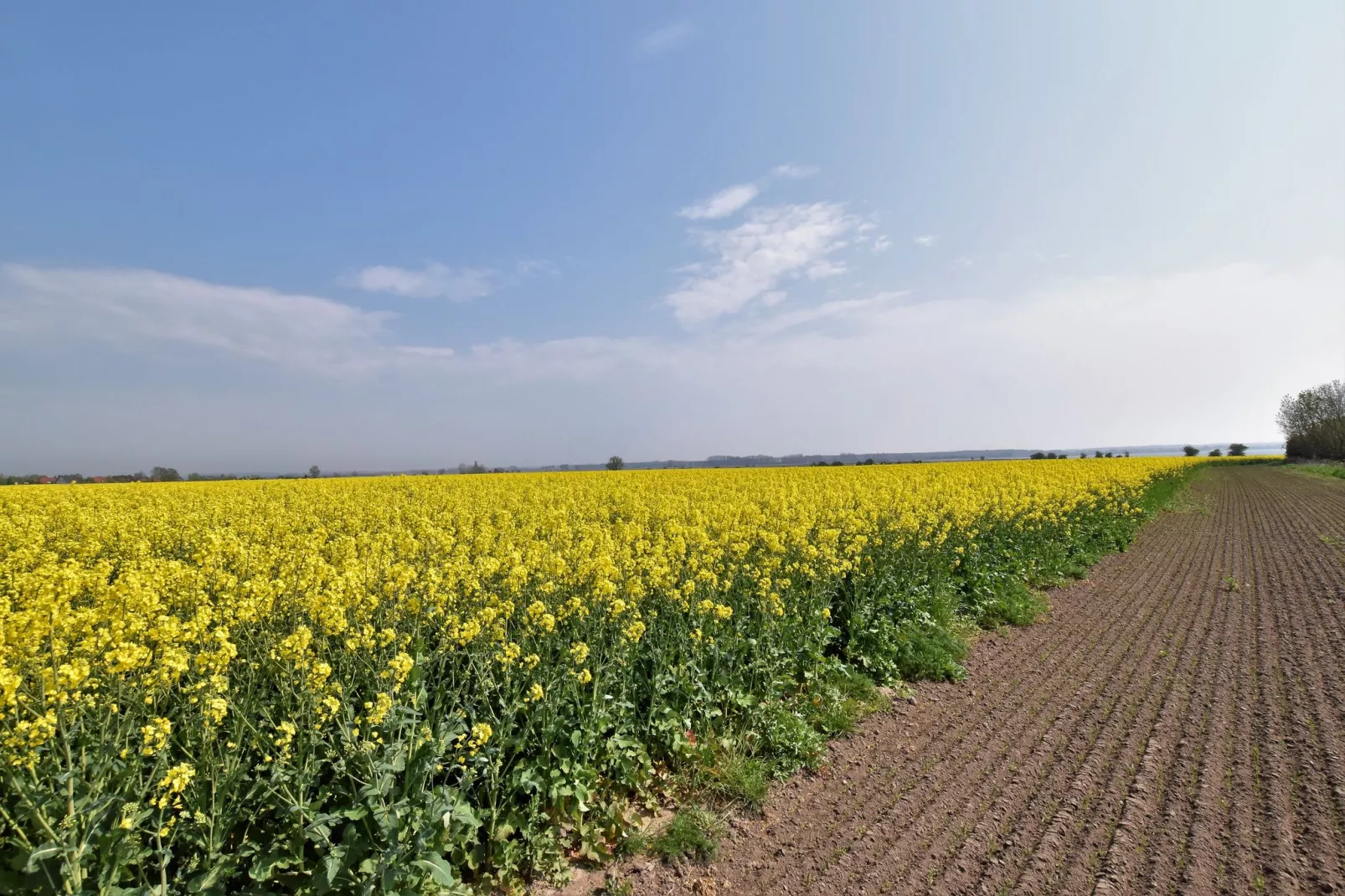 Poeler Damm Blick-View summer