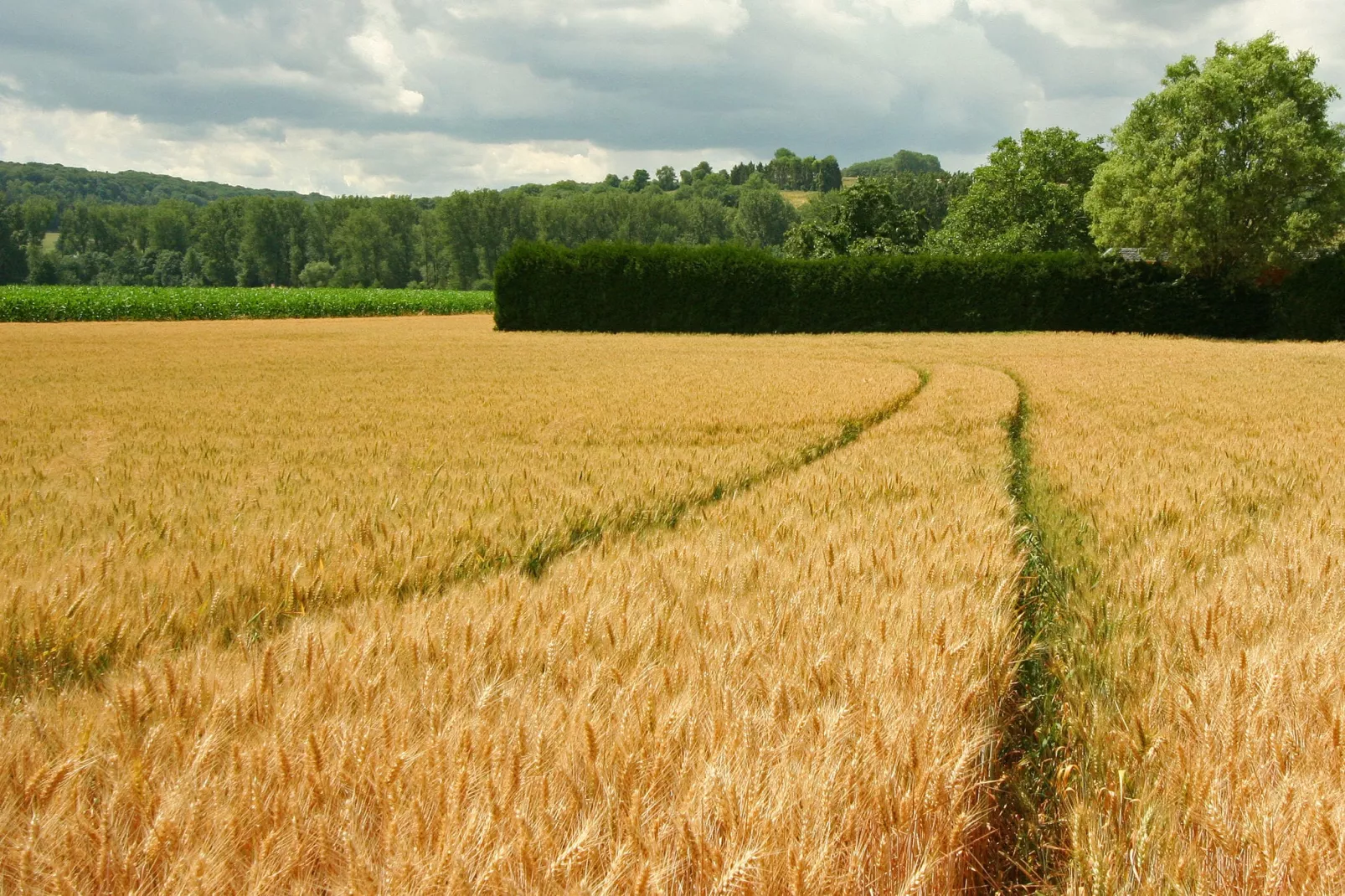 Hoeve in gunne winkel 1 en 2-Areas summer 1km