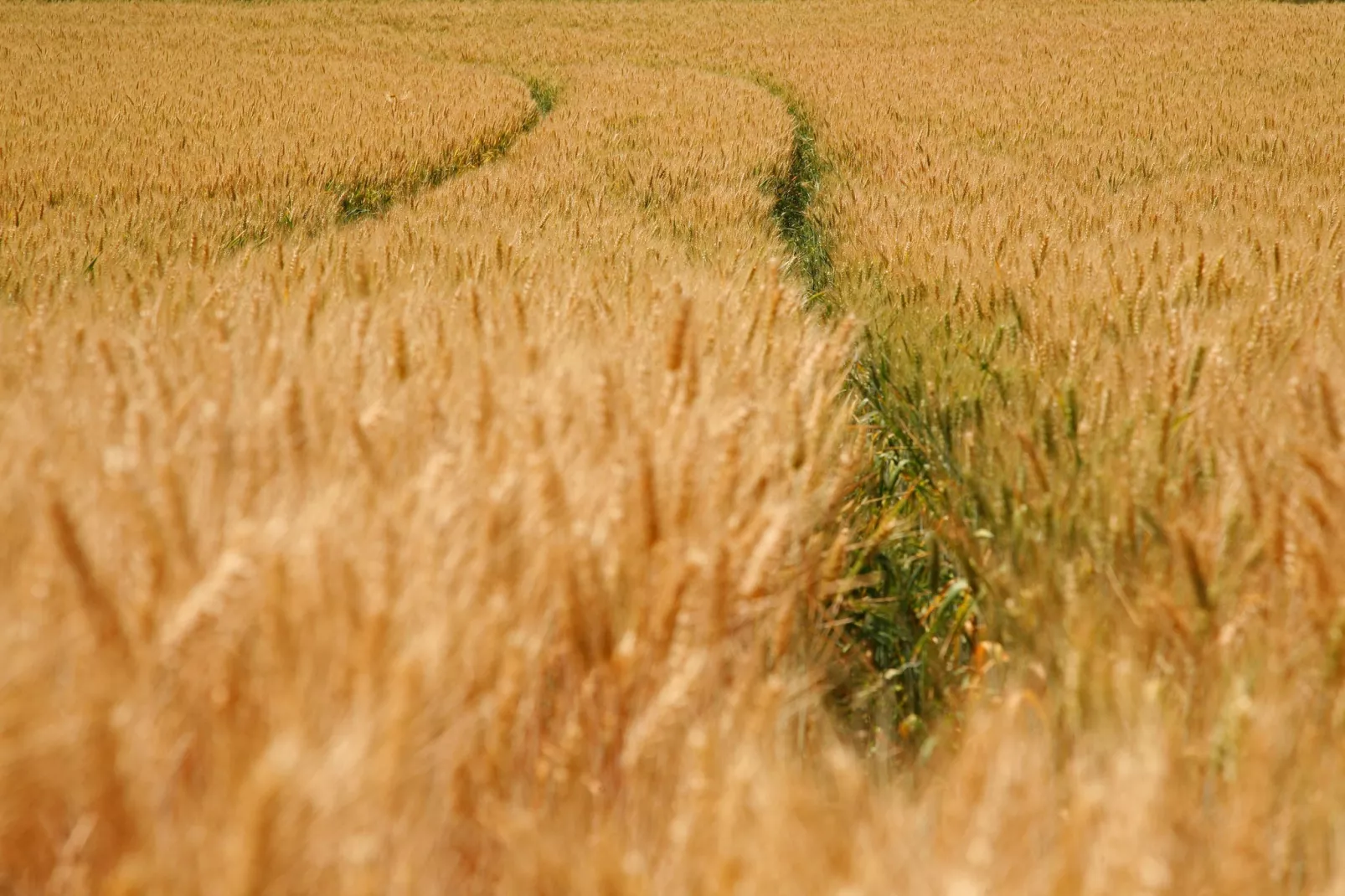 Hoeve in gunne winkel 1 en 2-Areas summer 1km