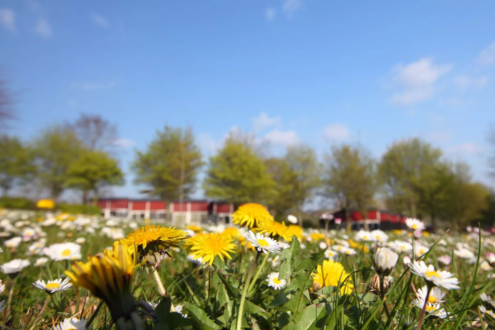 Bungalowpark Schin op Geul 6-Park facilities