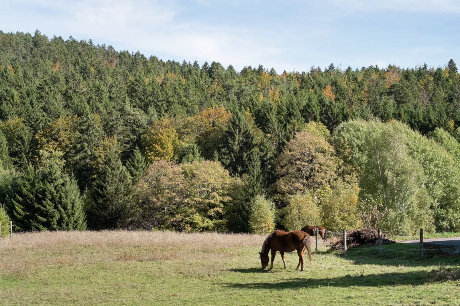 Altes Forsthaus-Gebiete Sommer 5 km