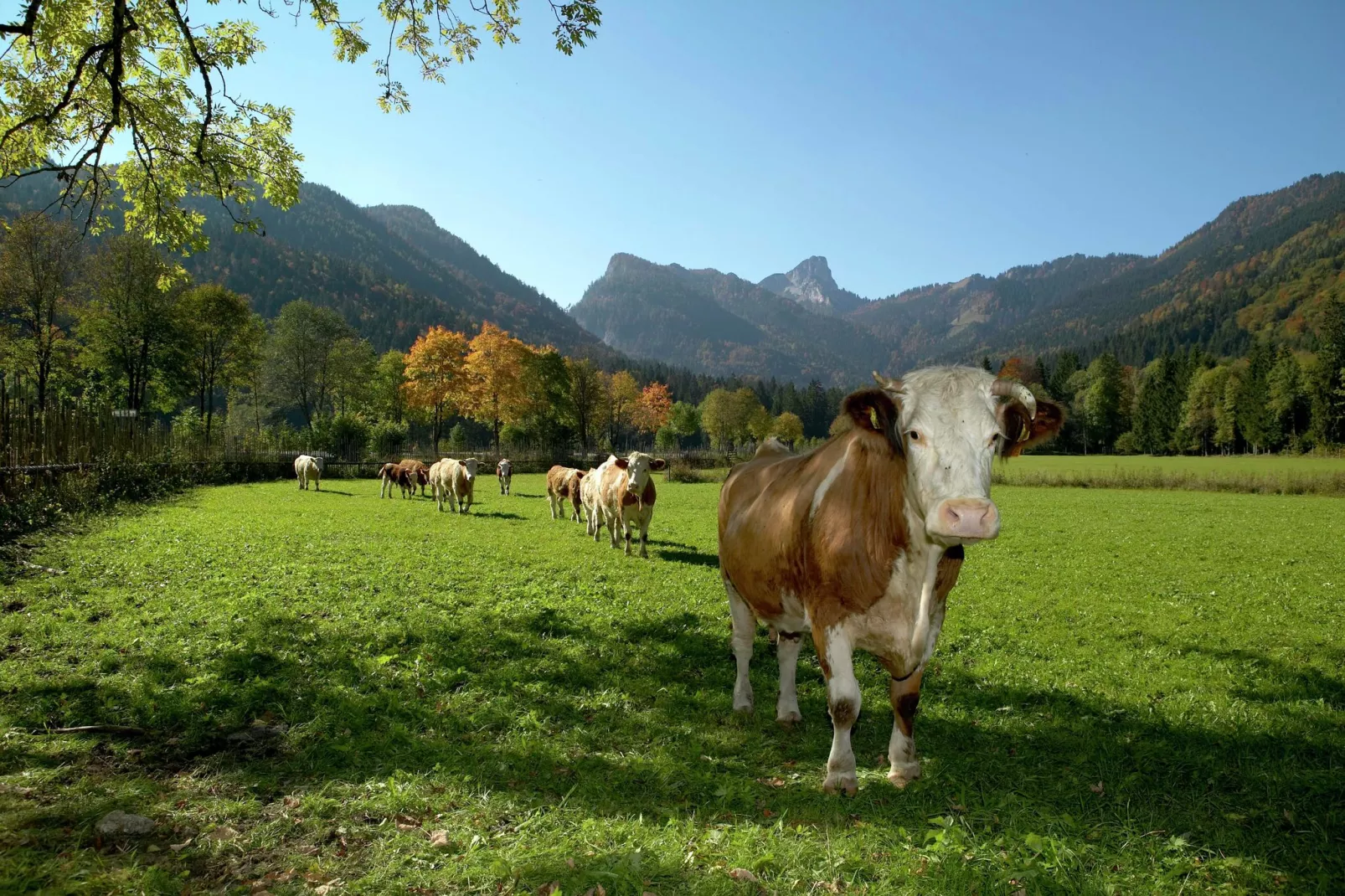 Im Chiemgau-Zones d'été à 20 km