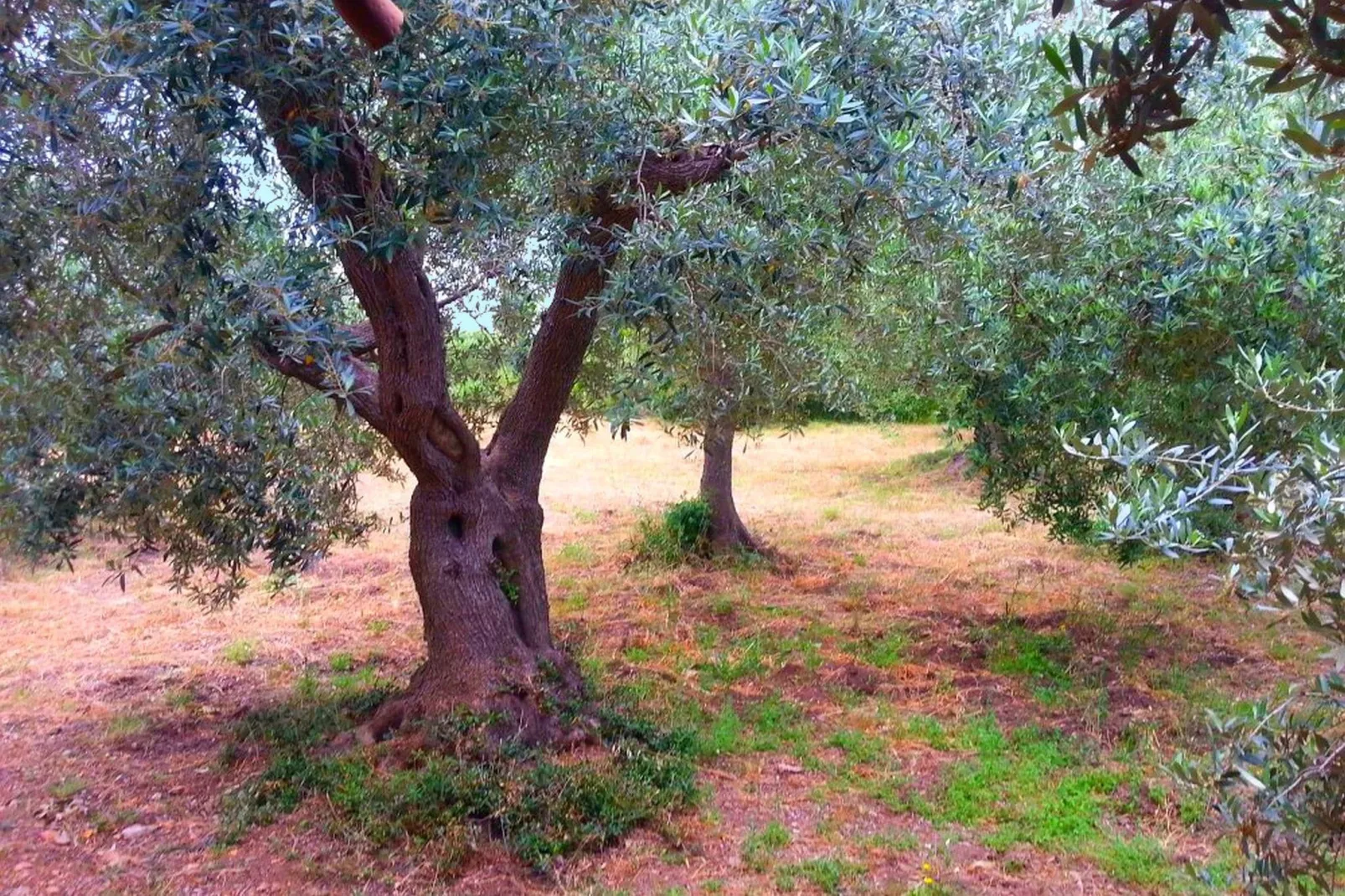 Le Cannelle-Gardens summer