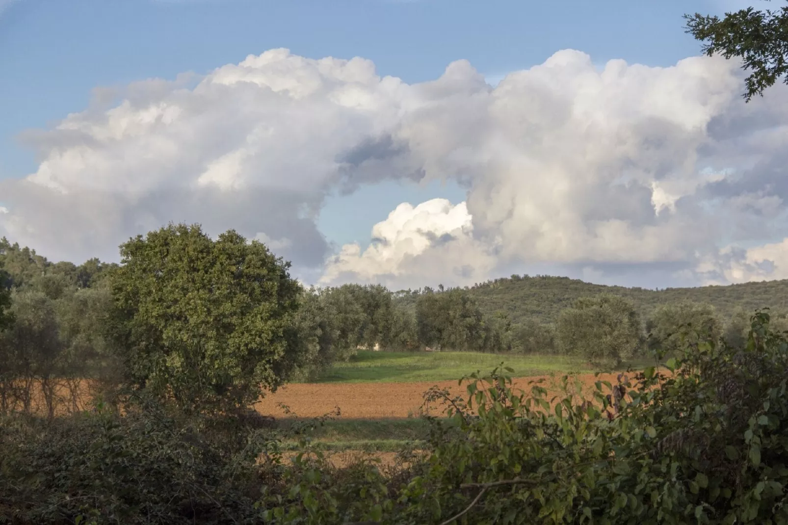 Viola-Aussicht Sommer