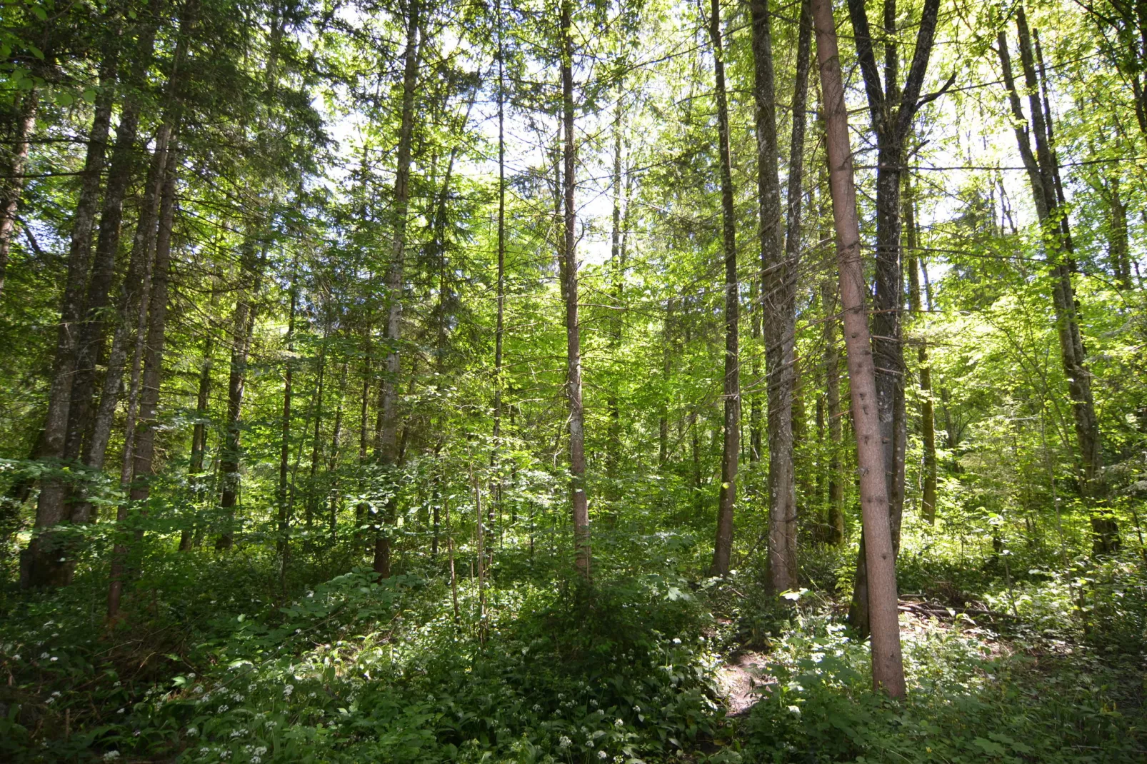 Schönau am Königssee-Zones d'été à 1 km