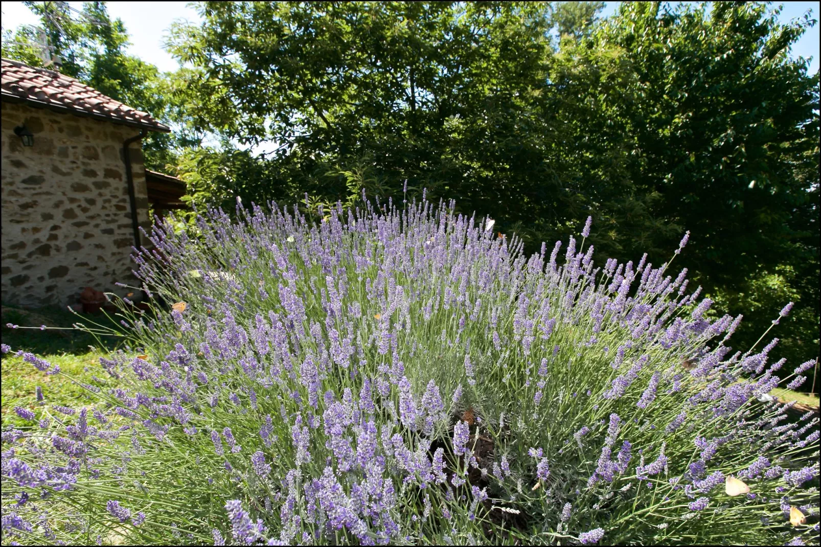 Baita del Por Azzolo-Gardens summer