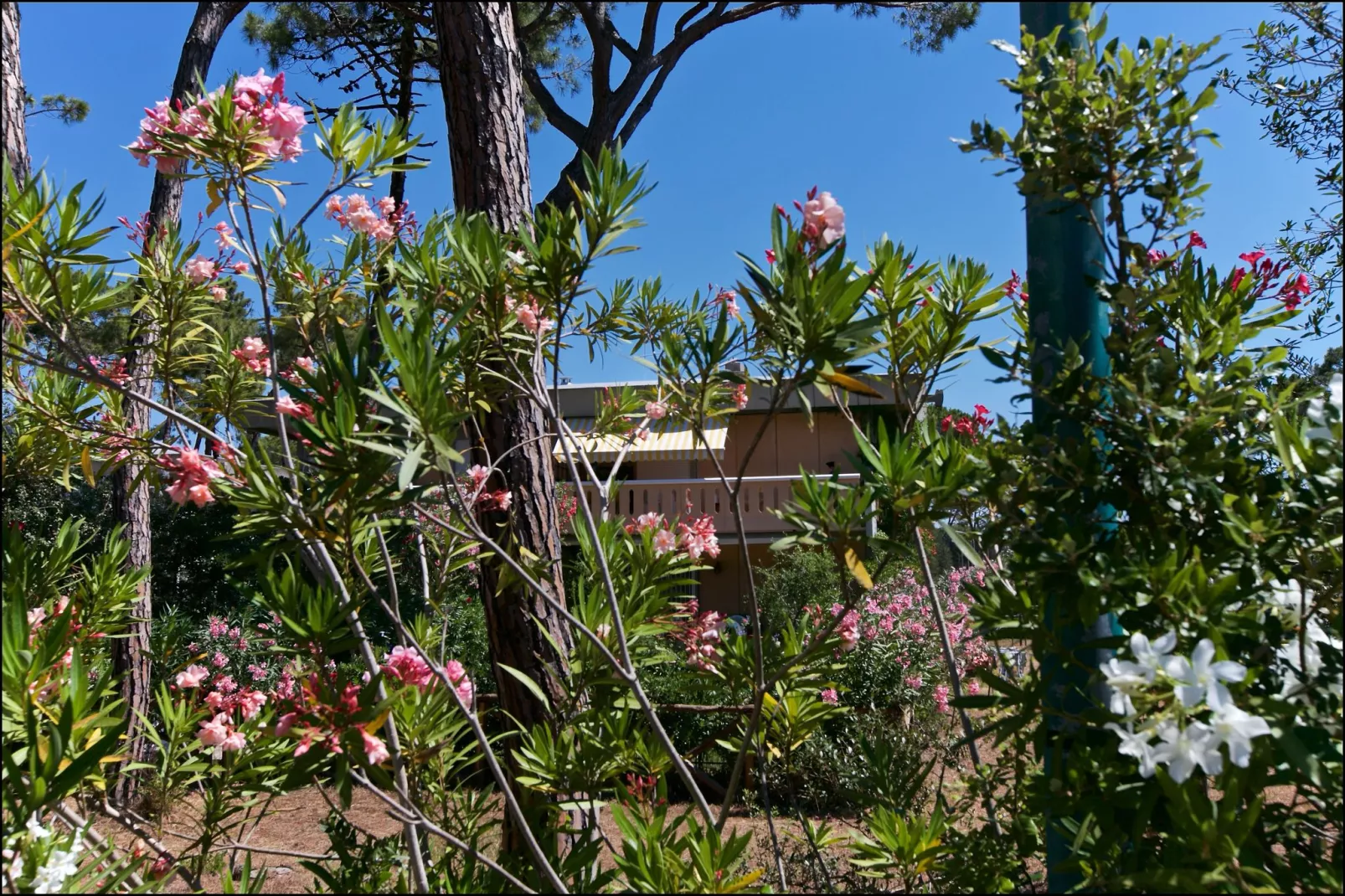Il Girasole-Exterior summer