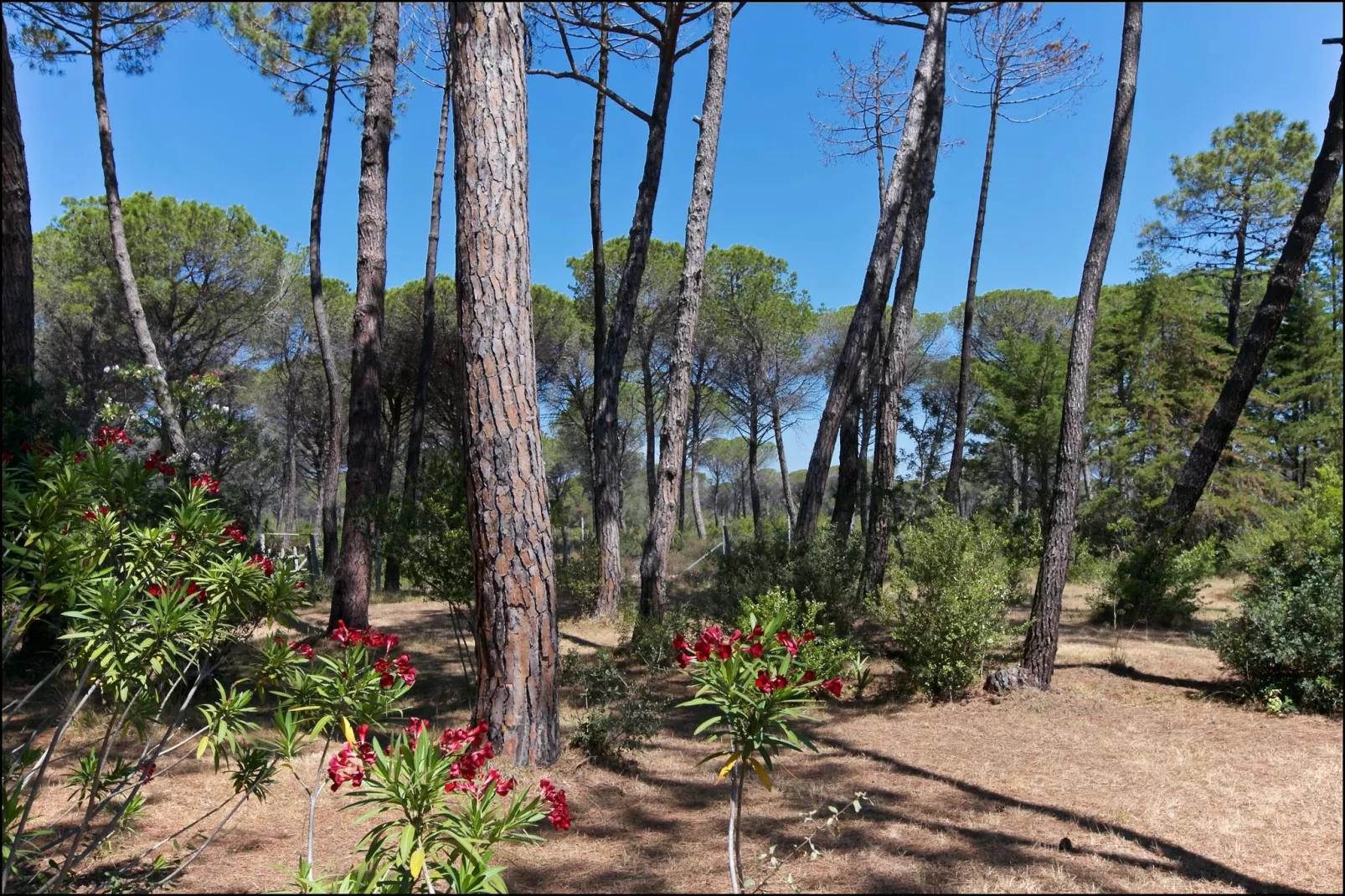Il Girasole-View summer