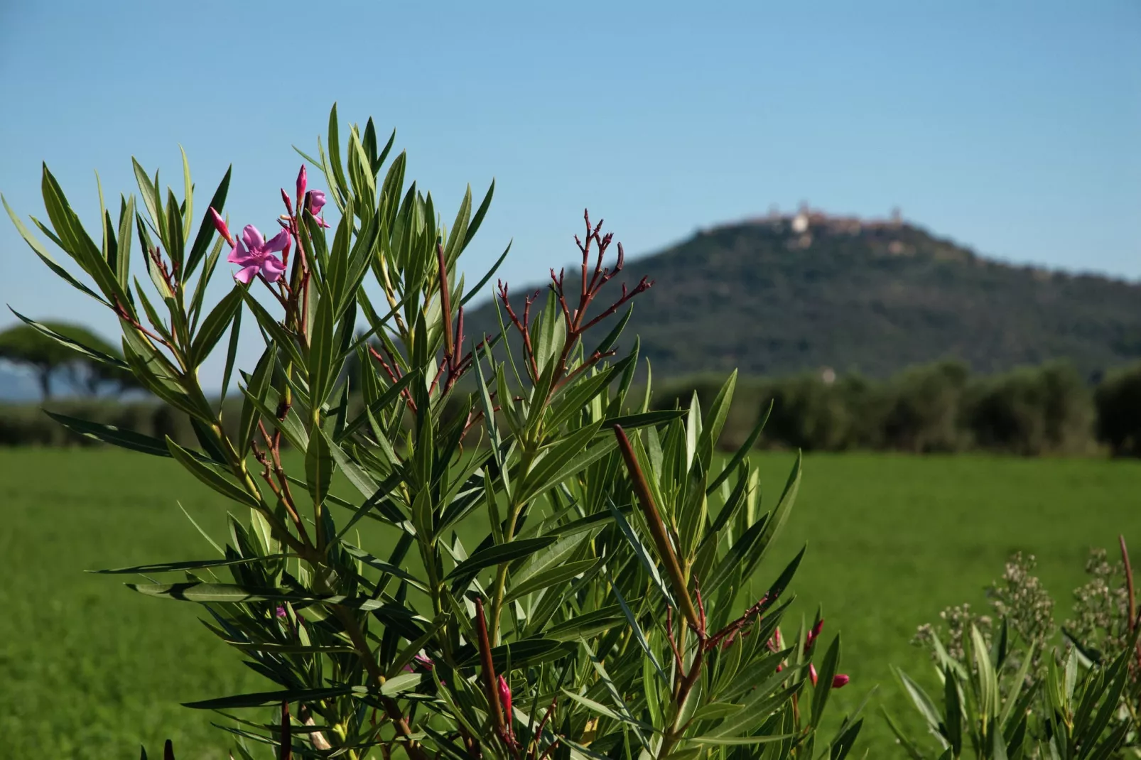 Bozzone Arancio-View summer