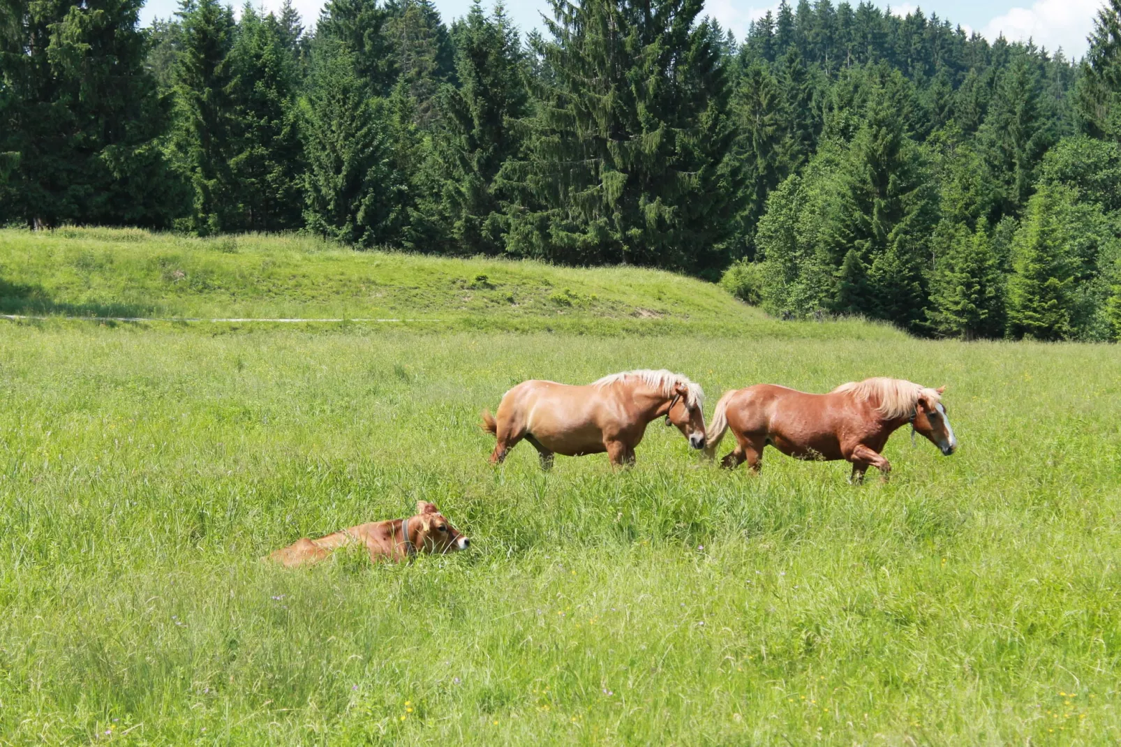 Trauchgau-Areas summer 1km