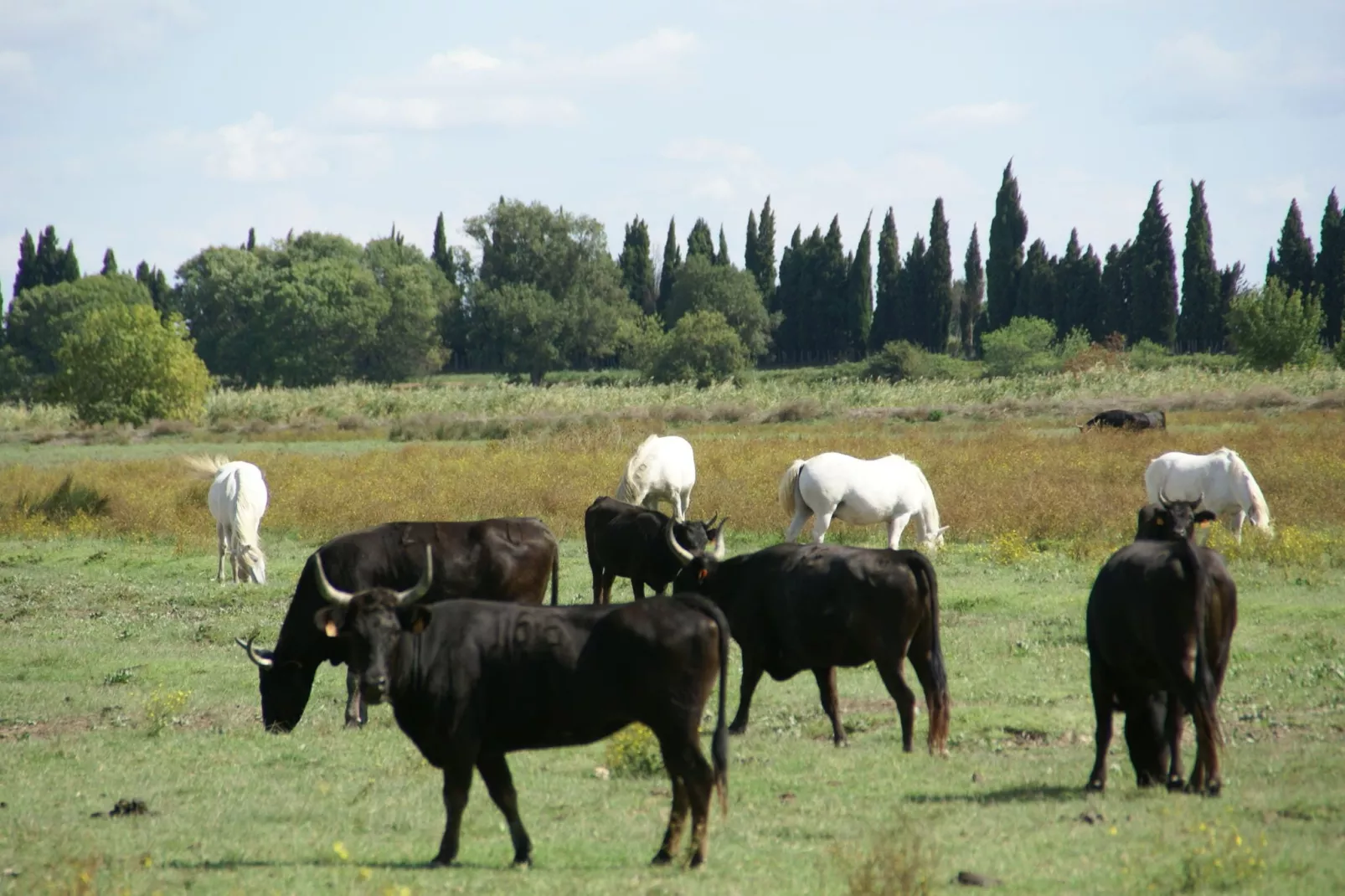 Villa Camargue-Areas summer 1km