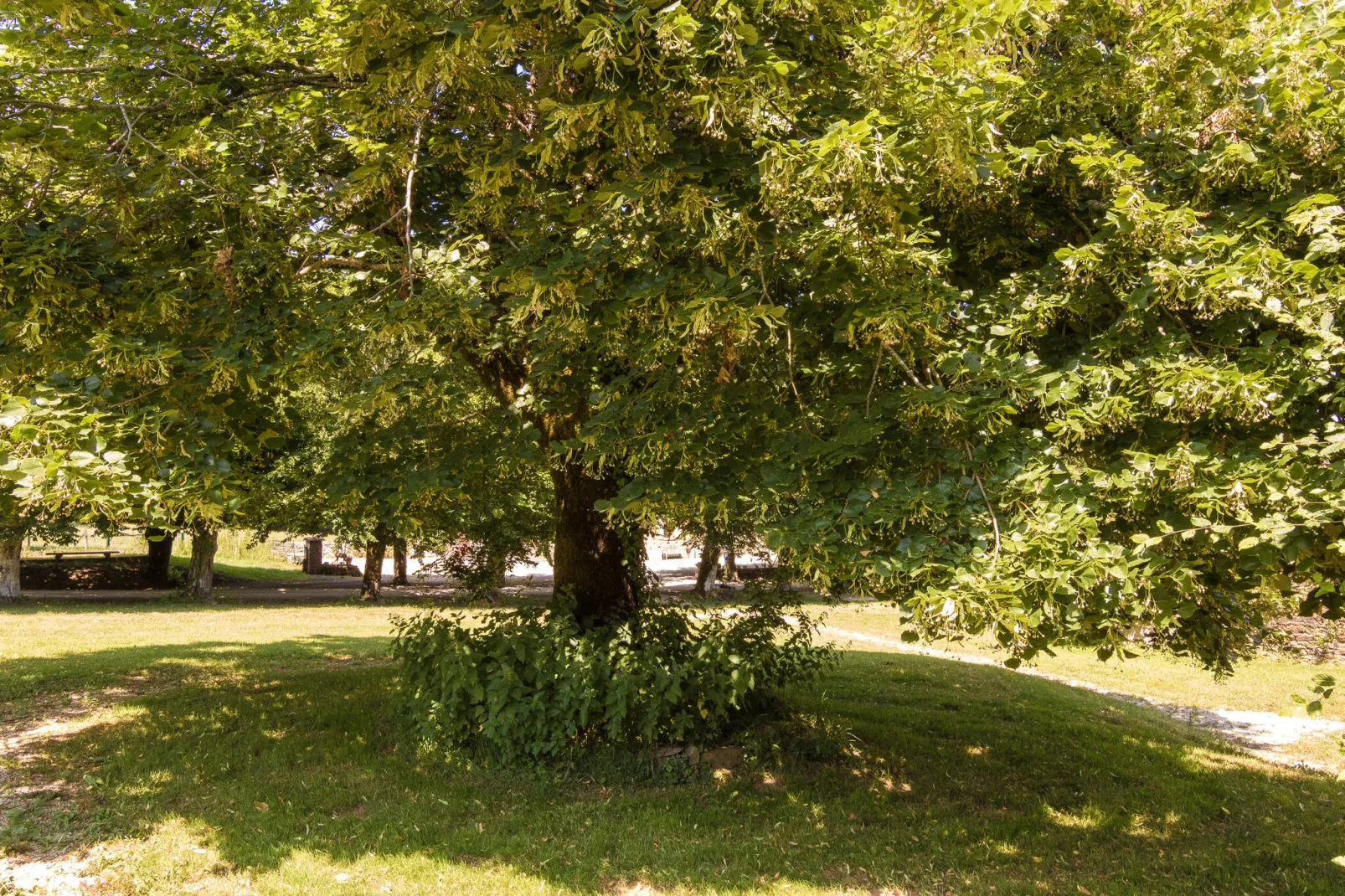 Le Grand Gite du Chateau-View summer